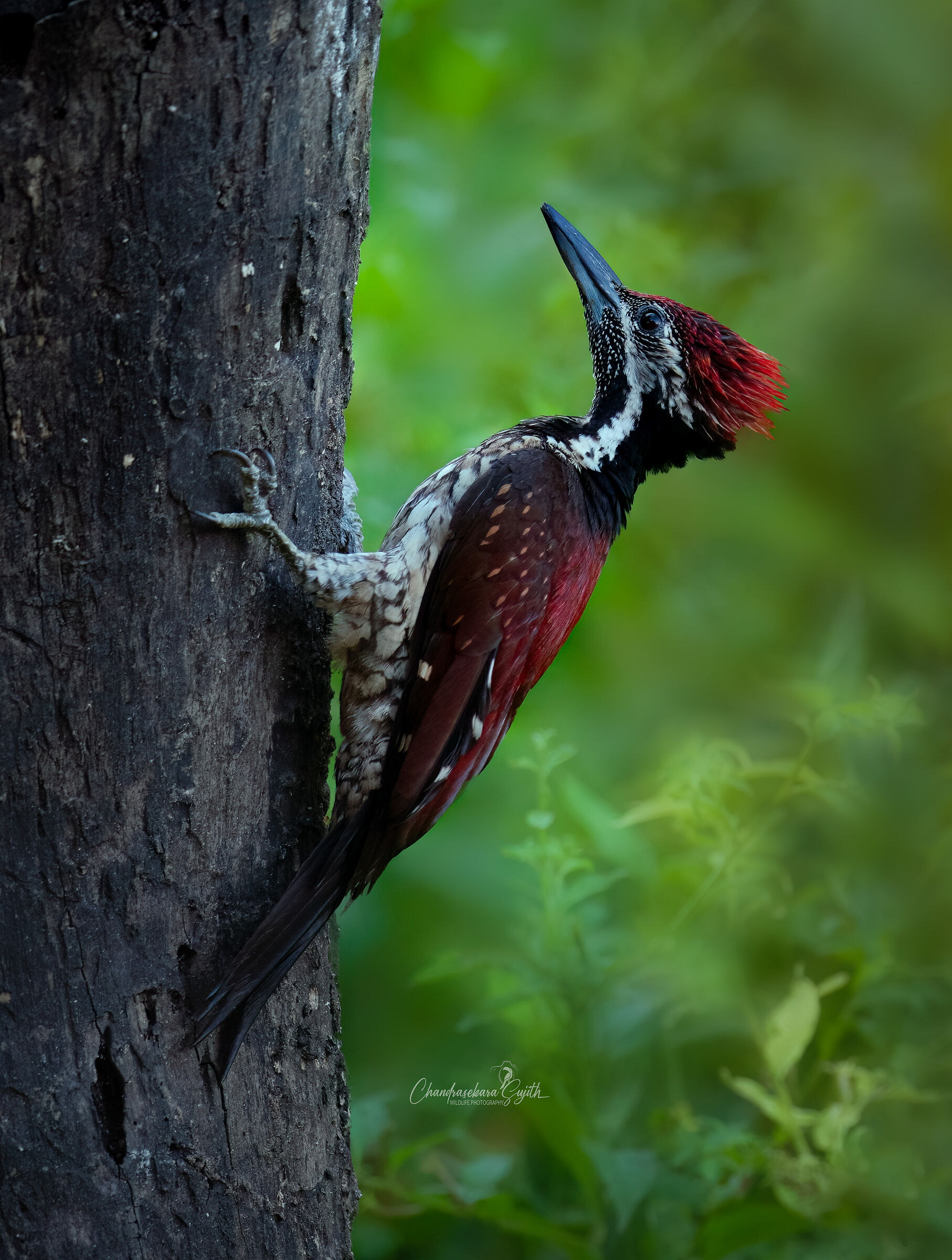 RED WOODPECKER S.L