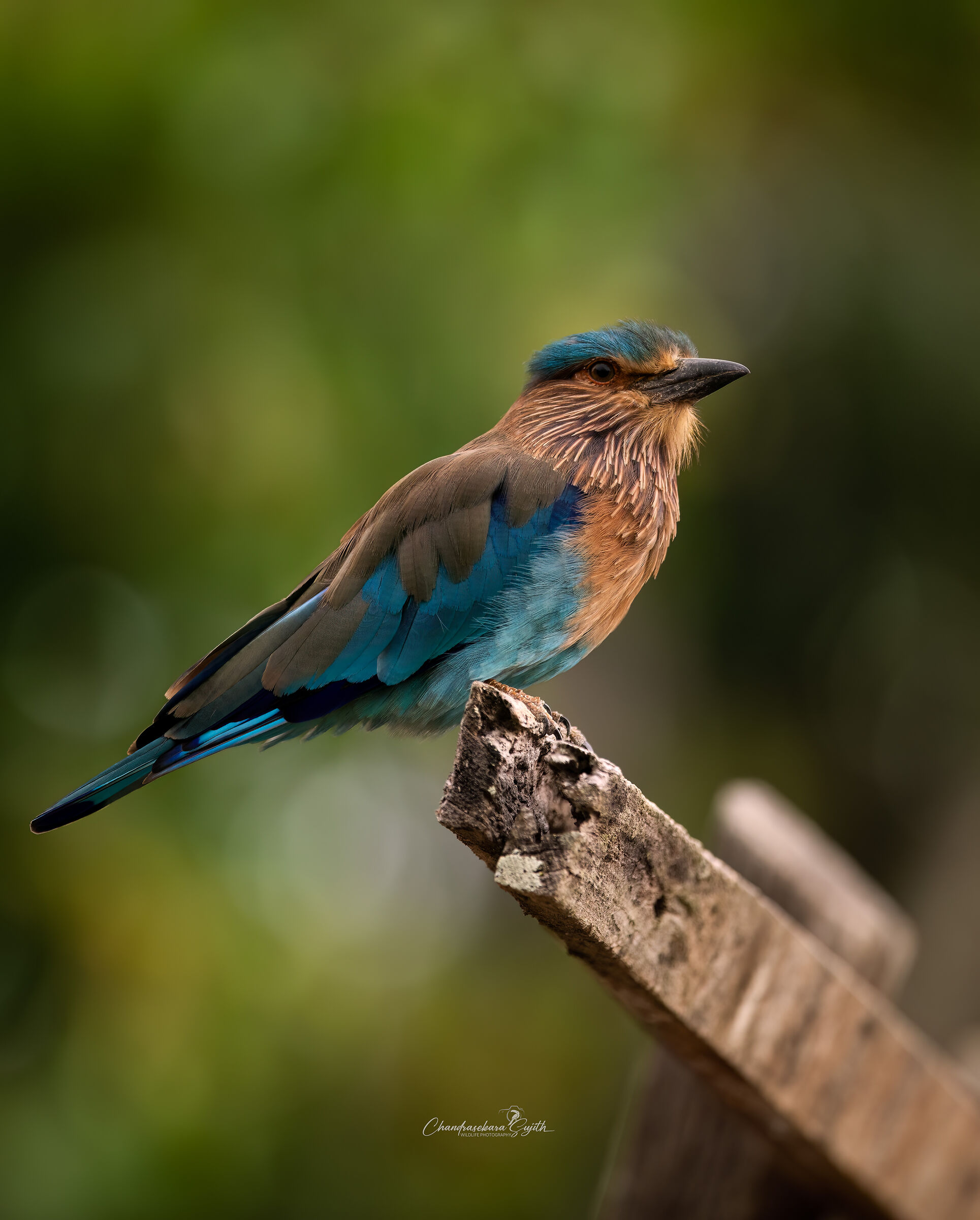 Indian European jay
