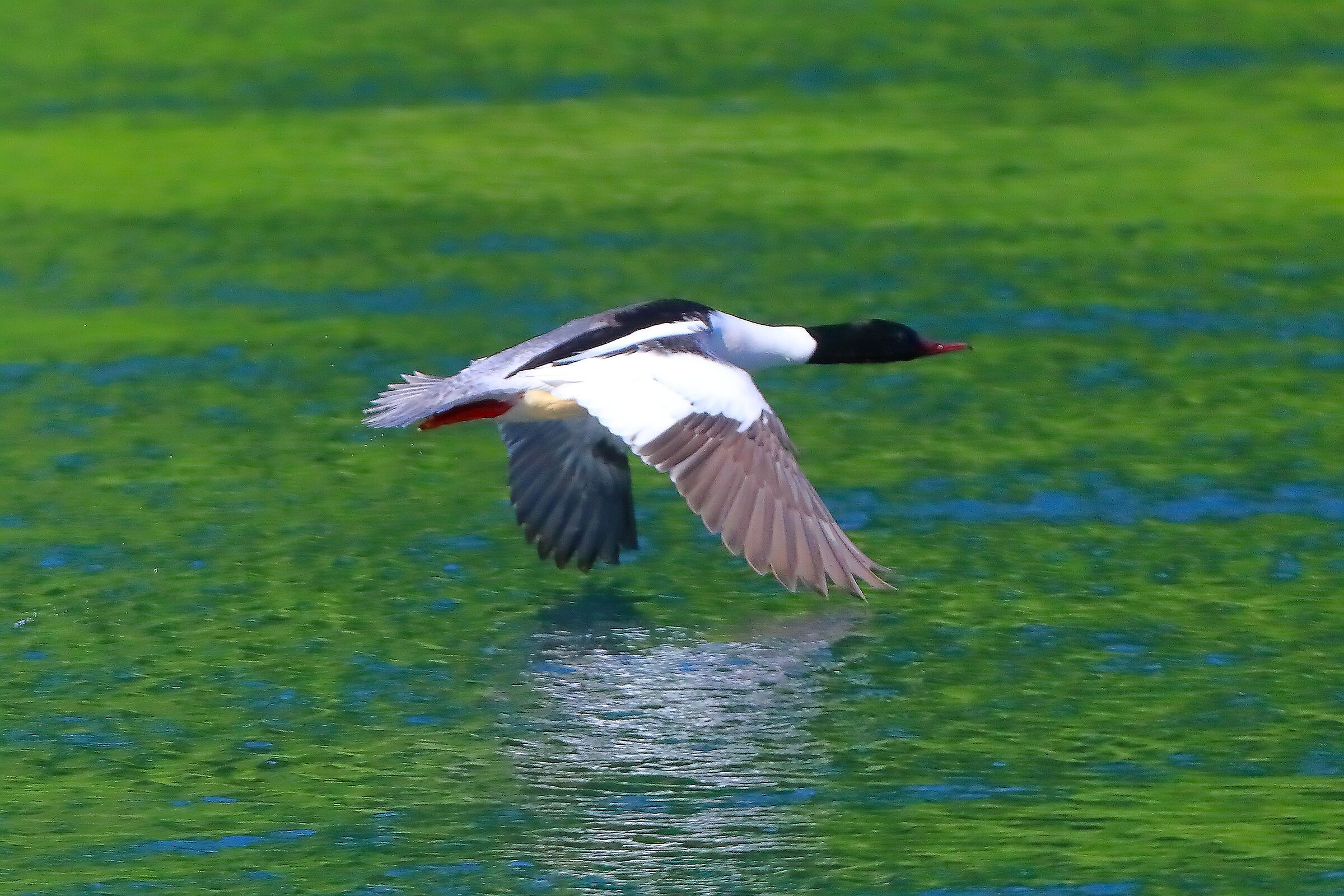 Smergo M 29 aprile 2025 - 0021