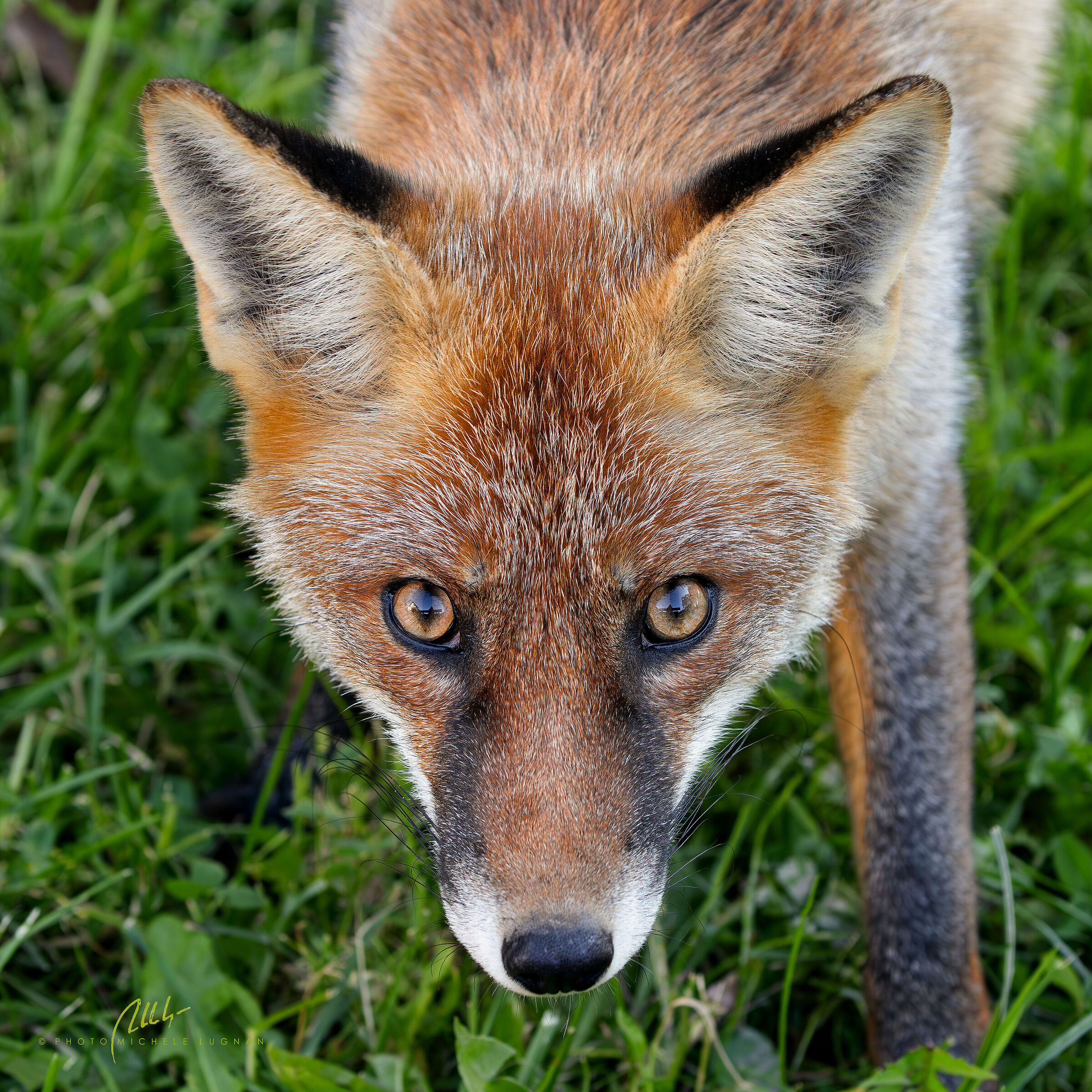 on the bench in the eyes of the fox