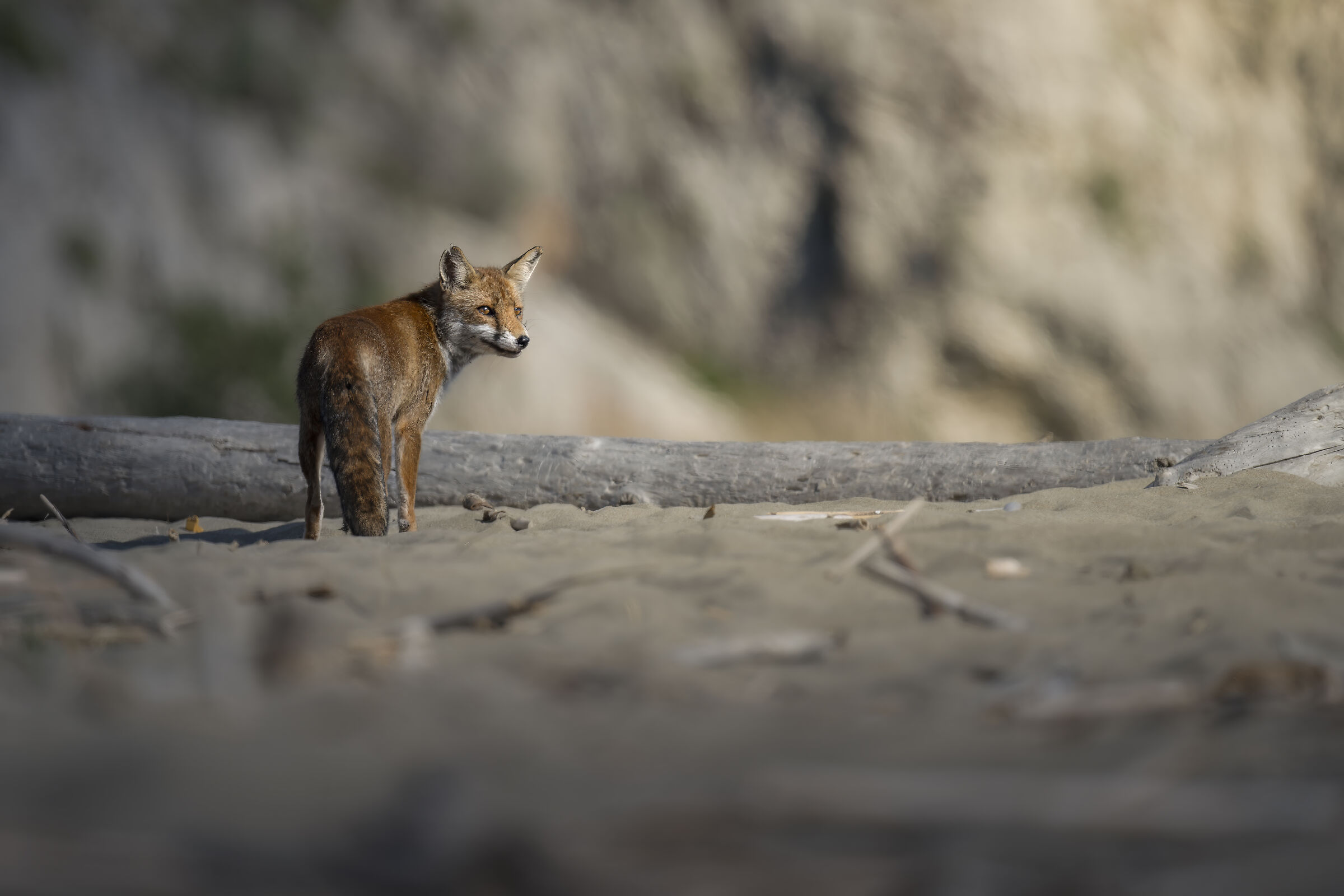 Volpe sulla spiaggia