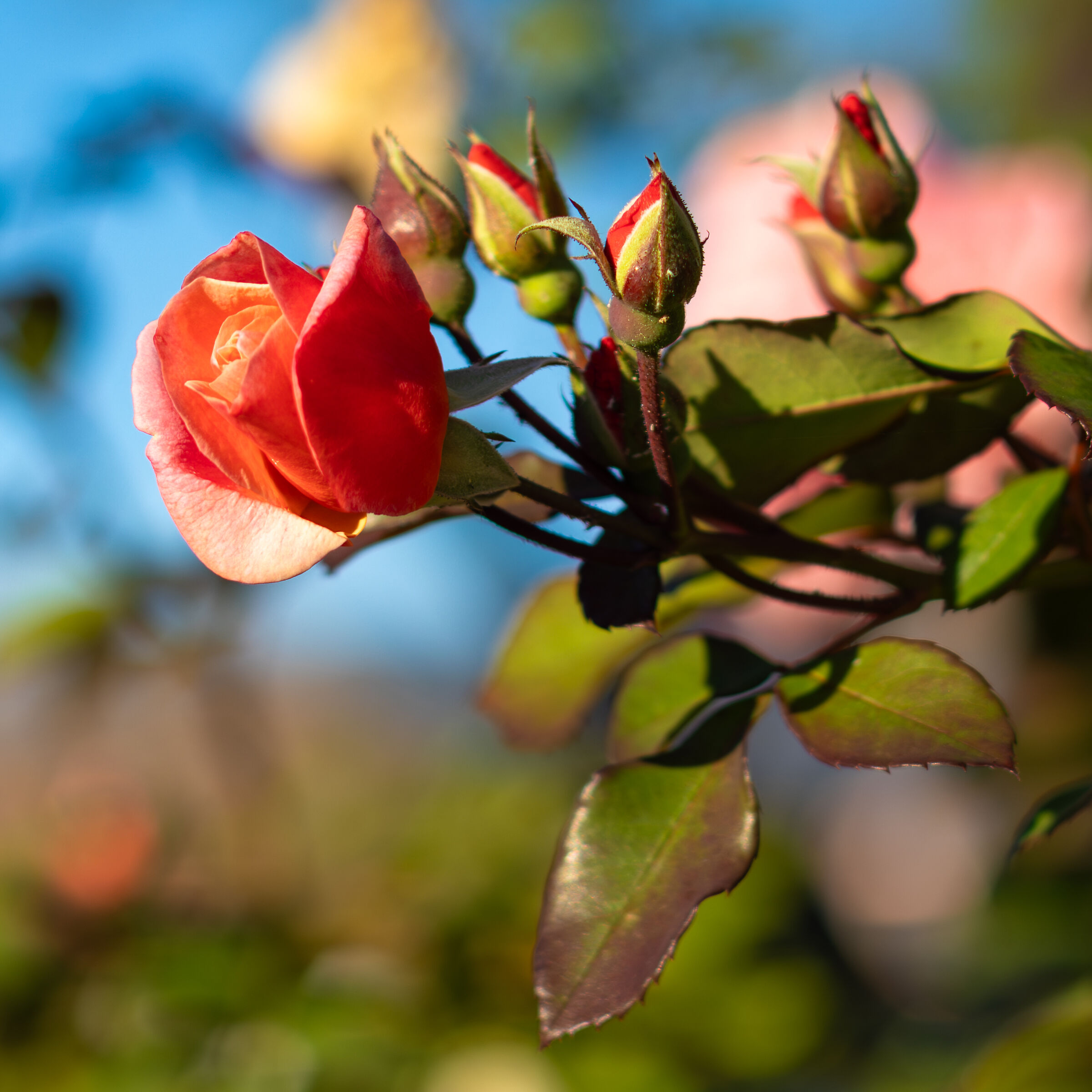 Ultime rose di ottobre