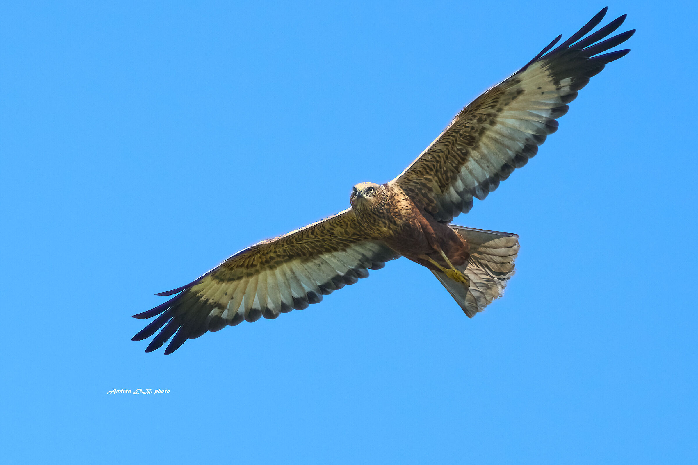 Falco di palude maschio