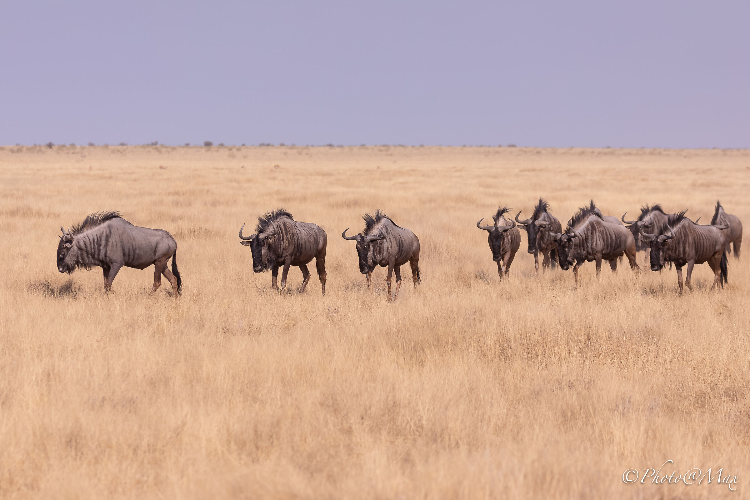 Out of Etosha, Gnu