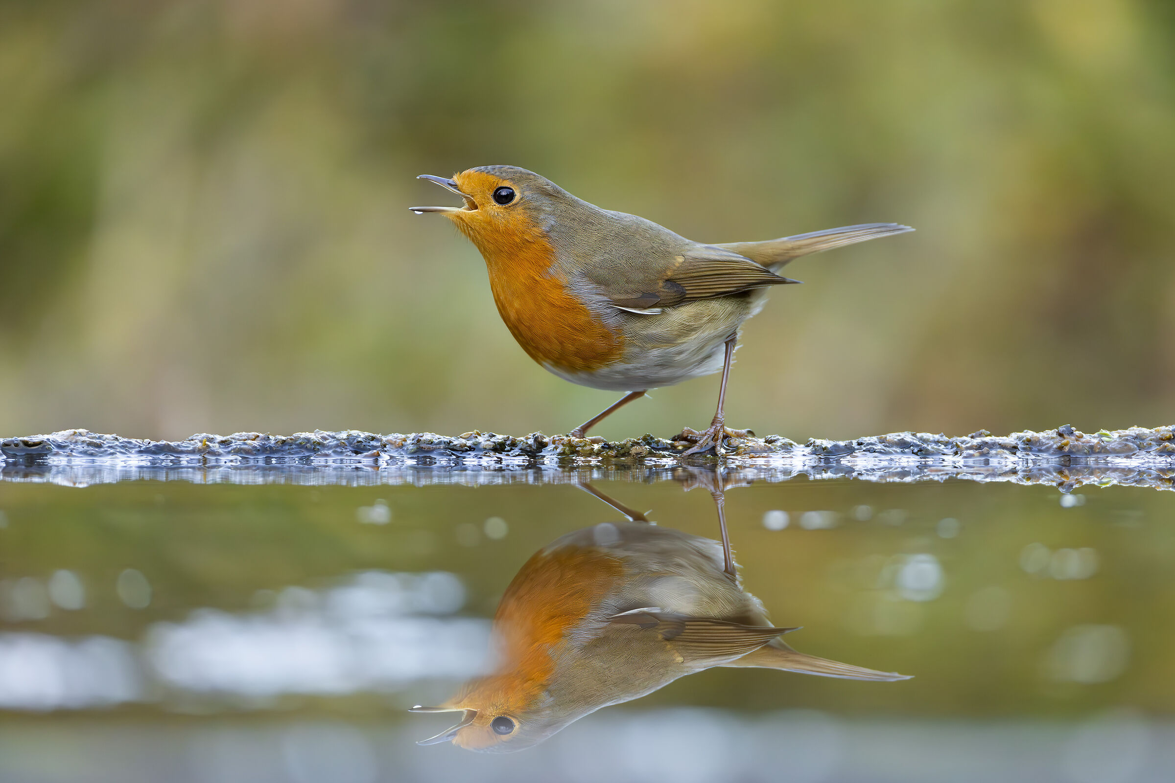 Robin