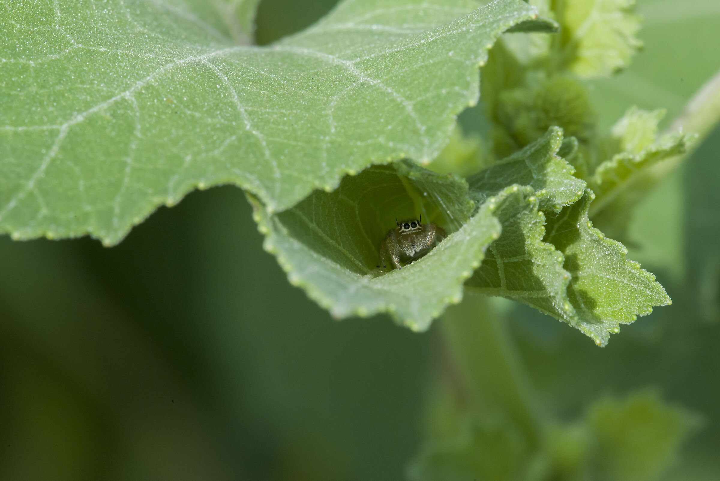 Thyene imperialis