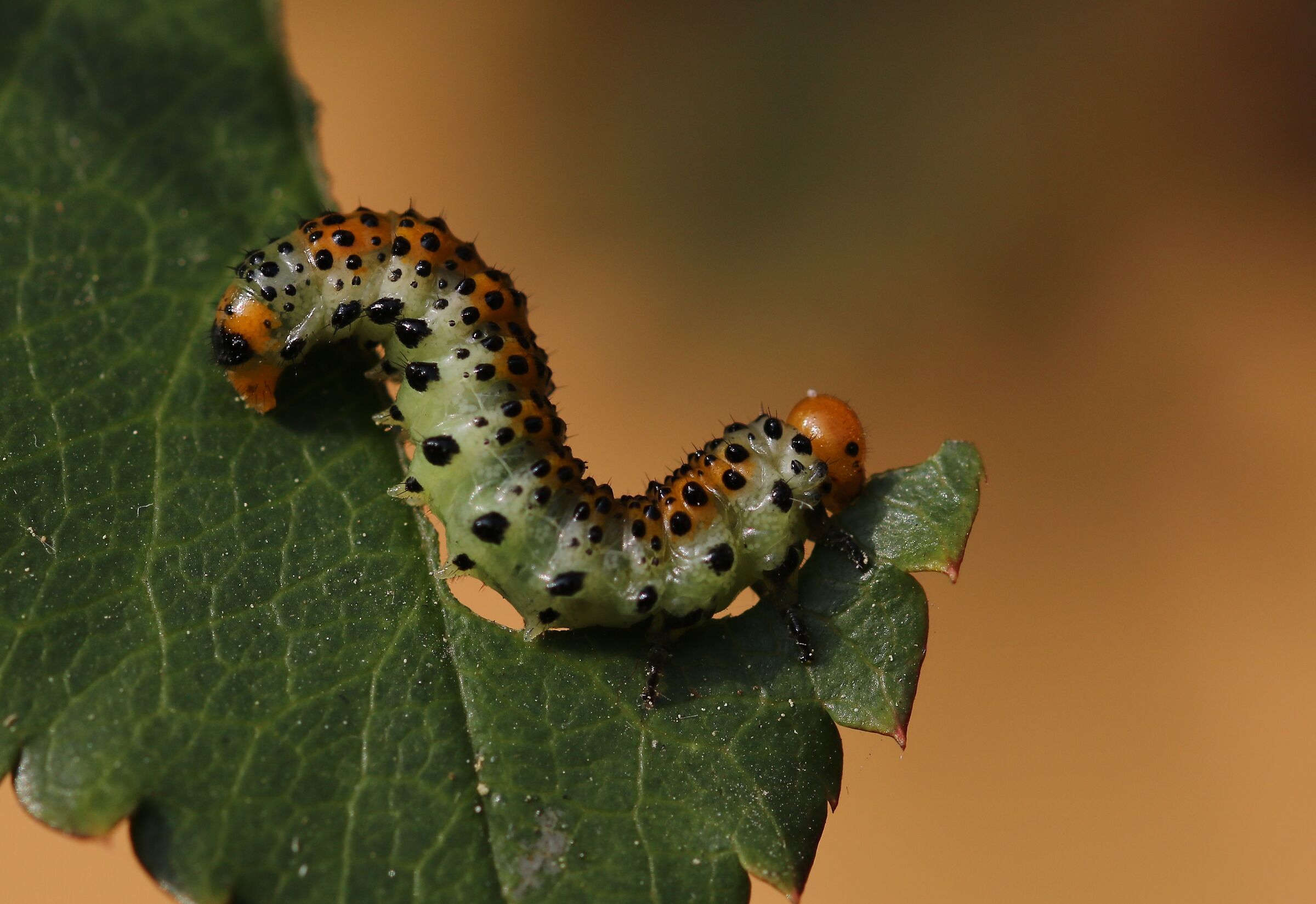 caterpillar