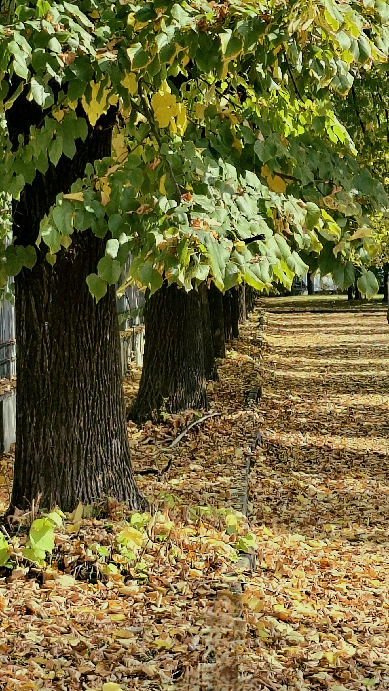 Autunno  e  i suoi colori