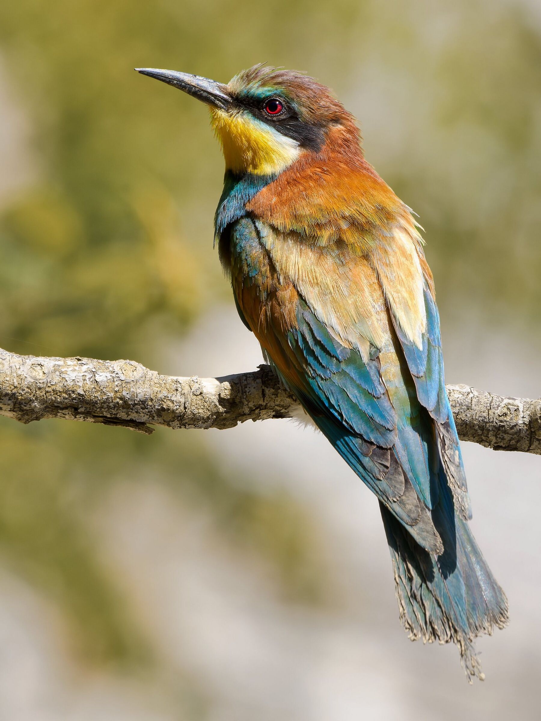 Bee-eater