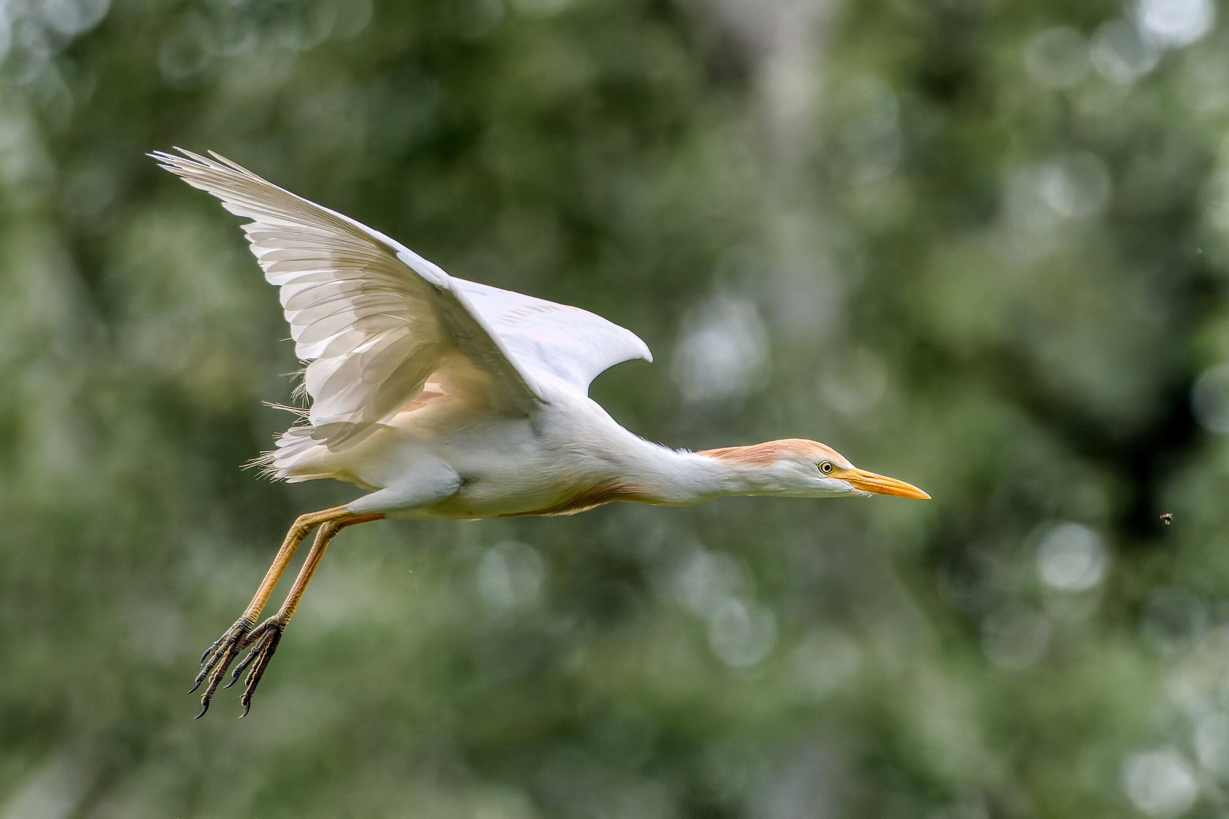 Cattle egret