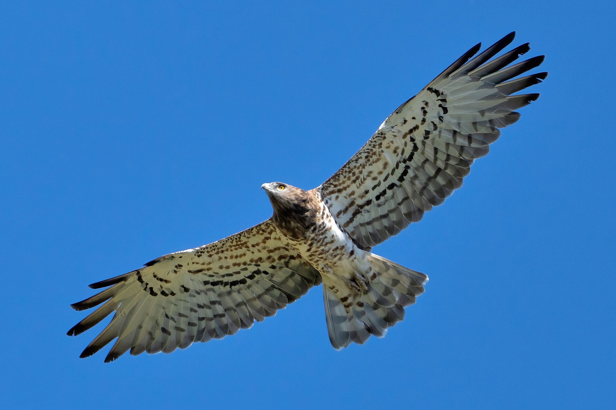Biancone o Aquila dei serpenti (Circaetus gallicus)