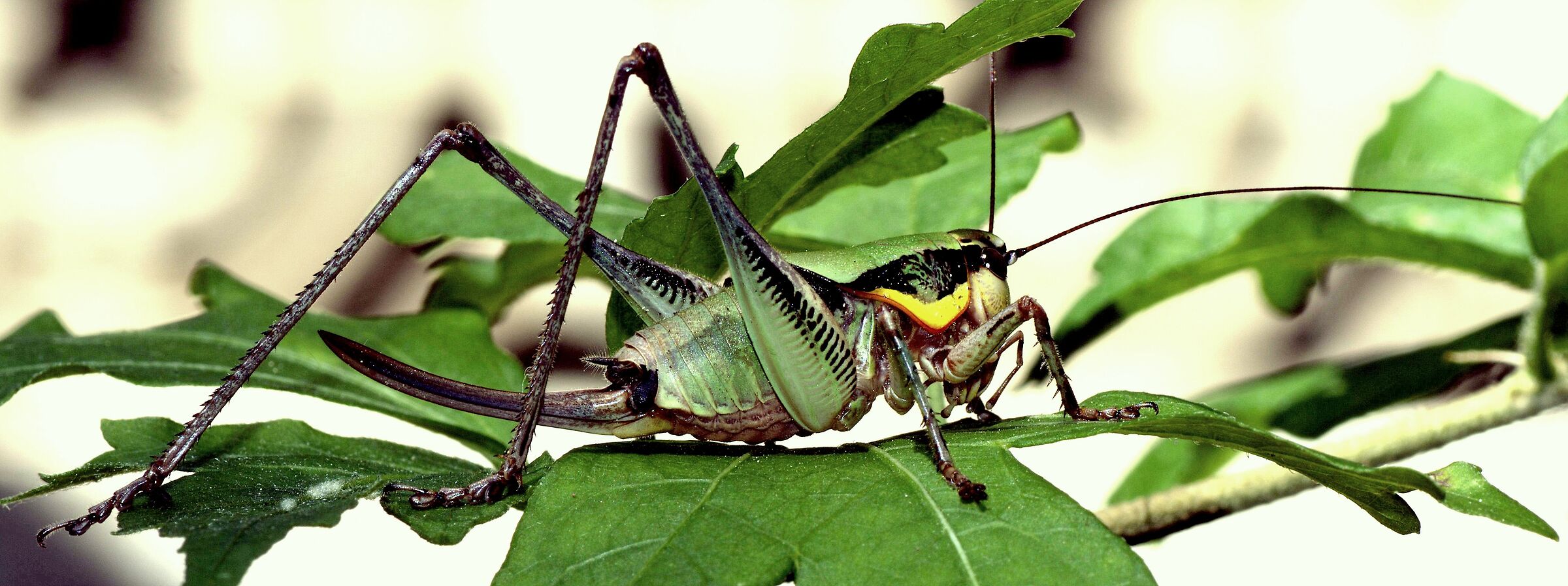 Locustone brizzolato