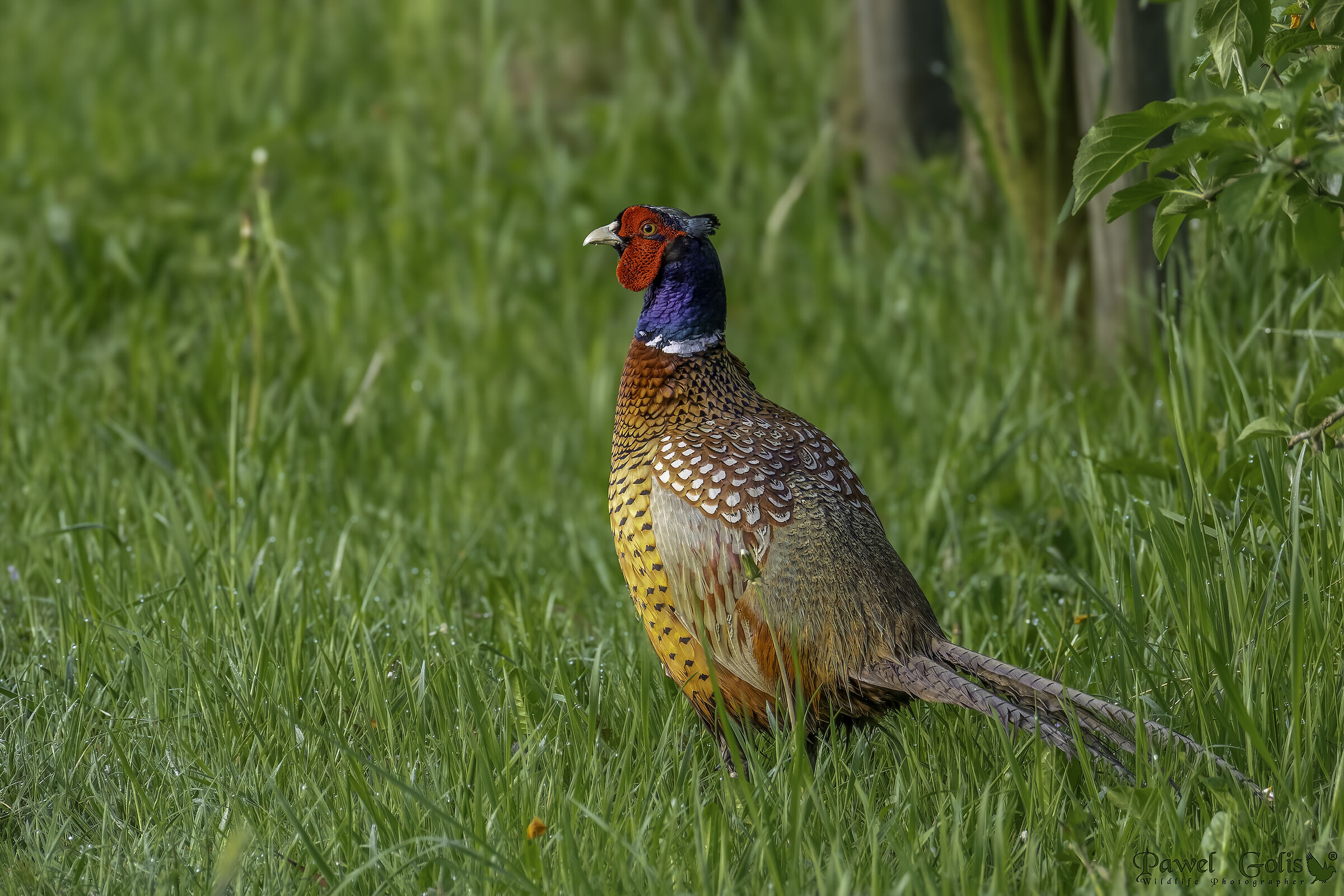 Fagiano (Phasianus colchicus)