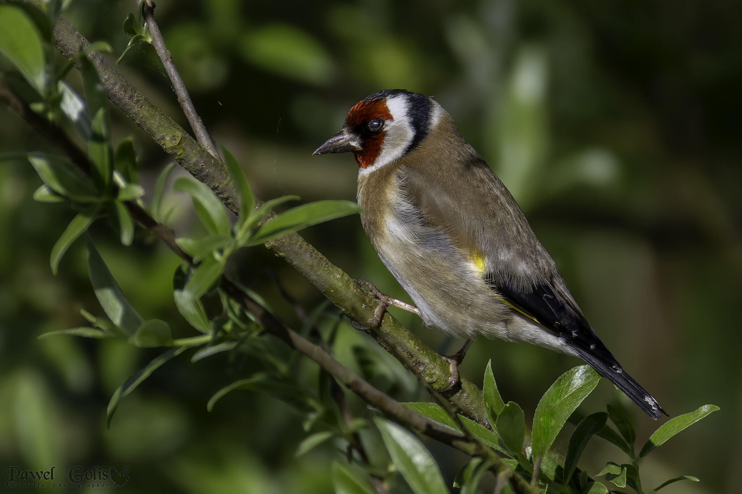 Cardellino (Carduelis carduelis)