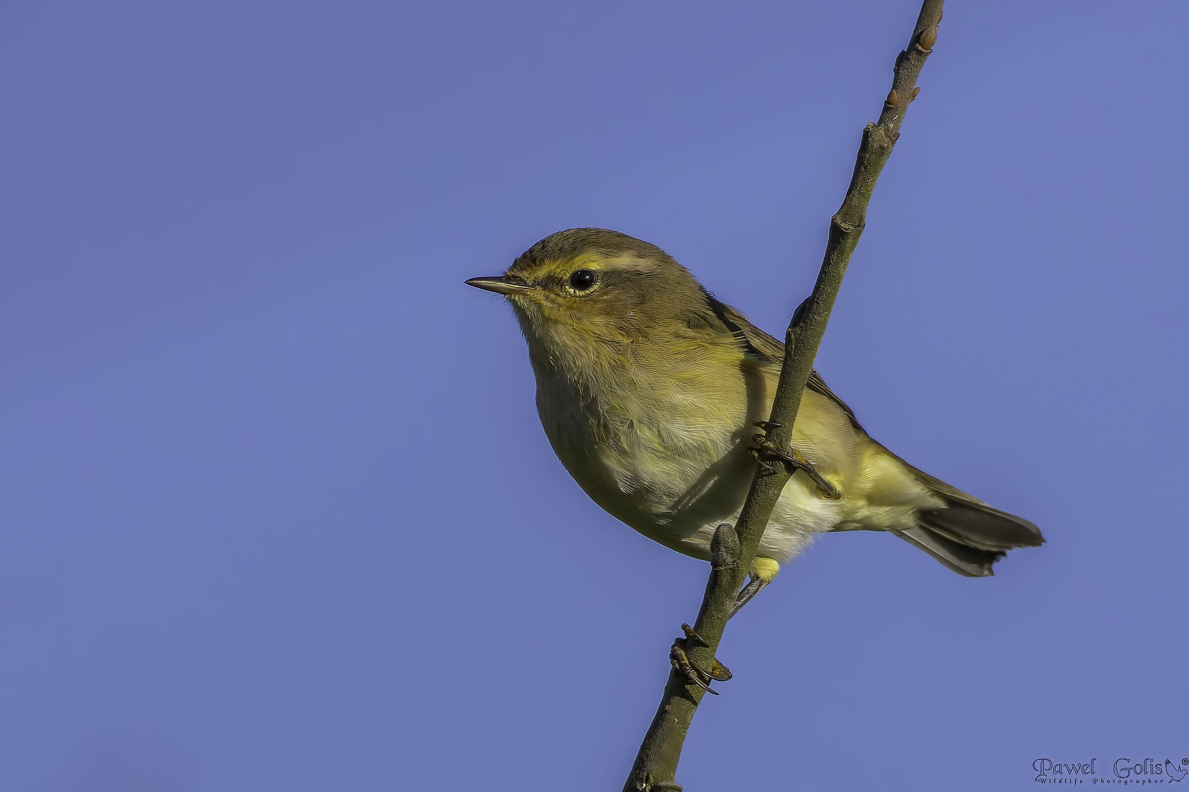 Chiffchaaff comune (Phylloscopus collybita)