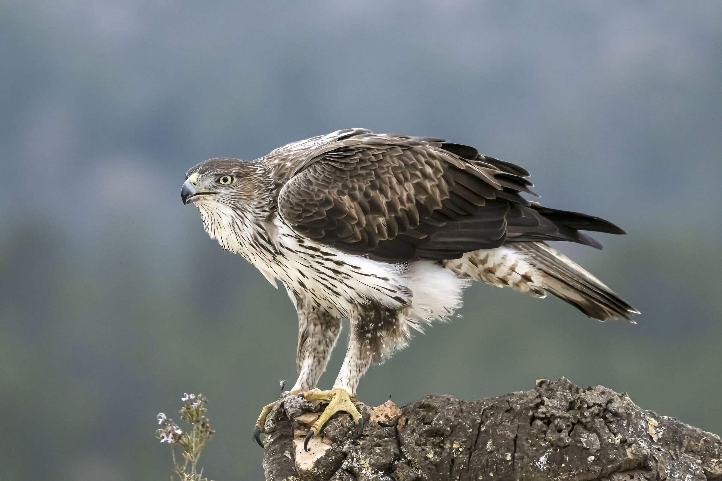 Bonelli's Eagle (Aquila fasciata)