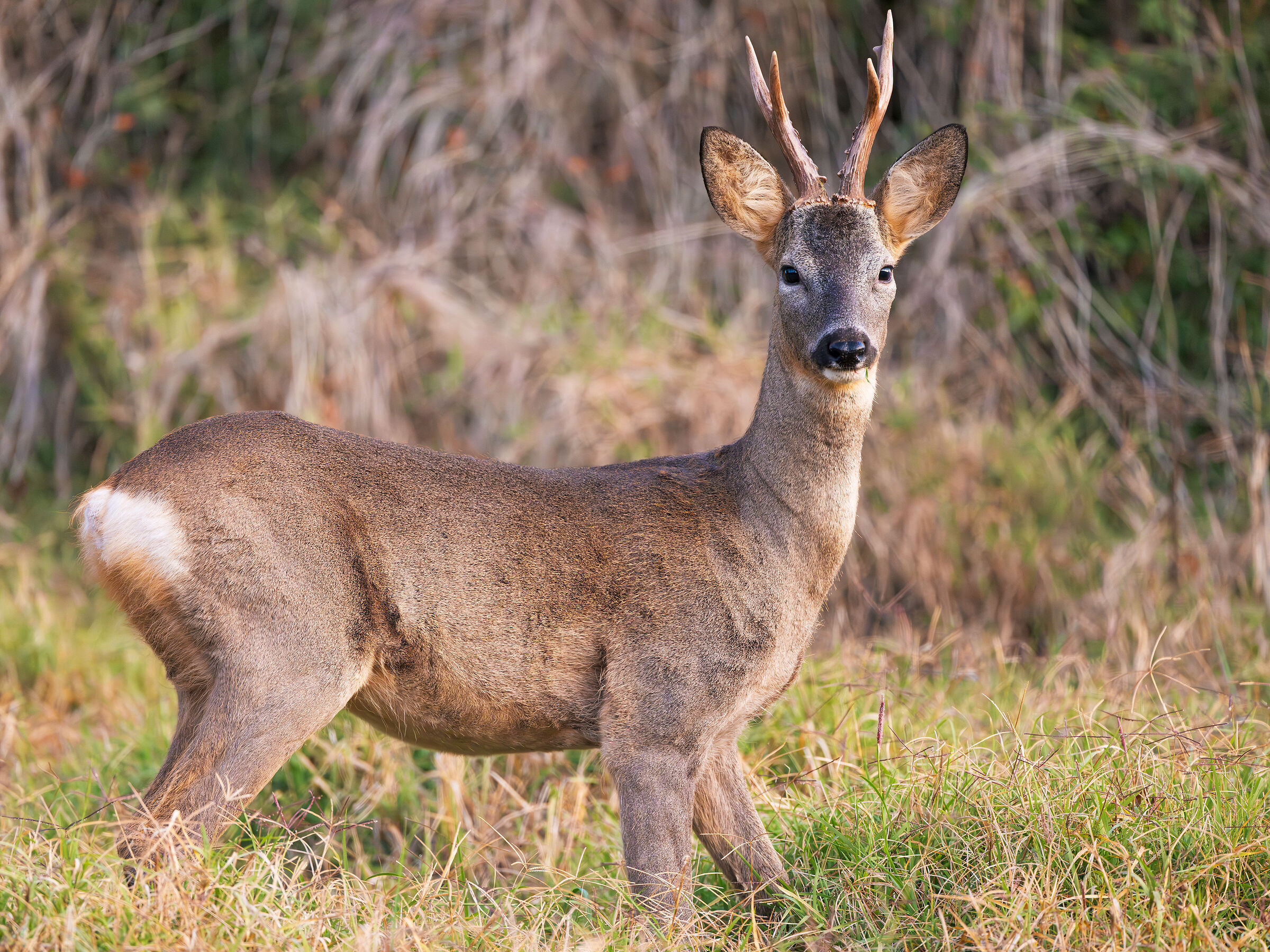 Capriolo