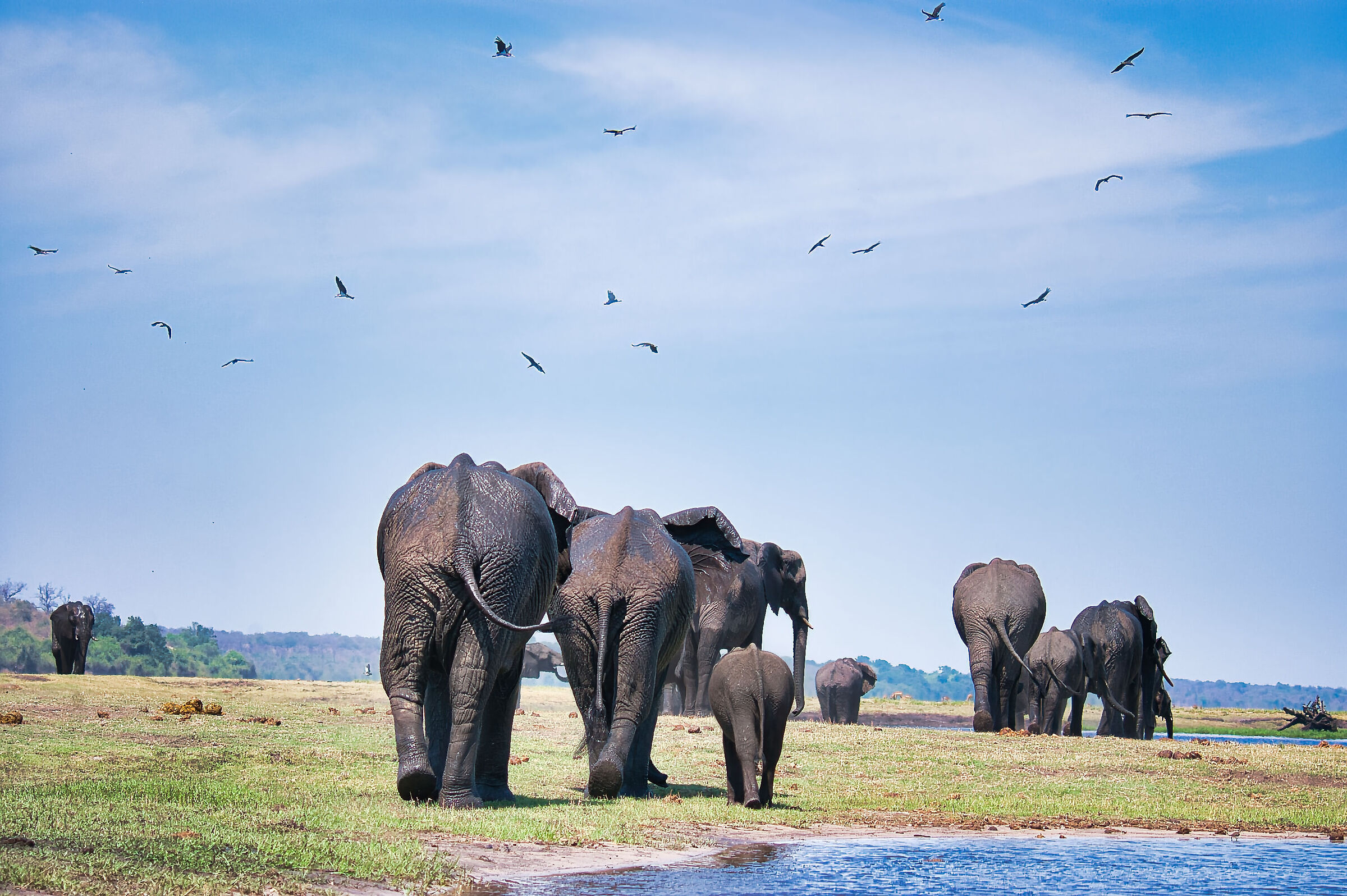 Elephant family