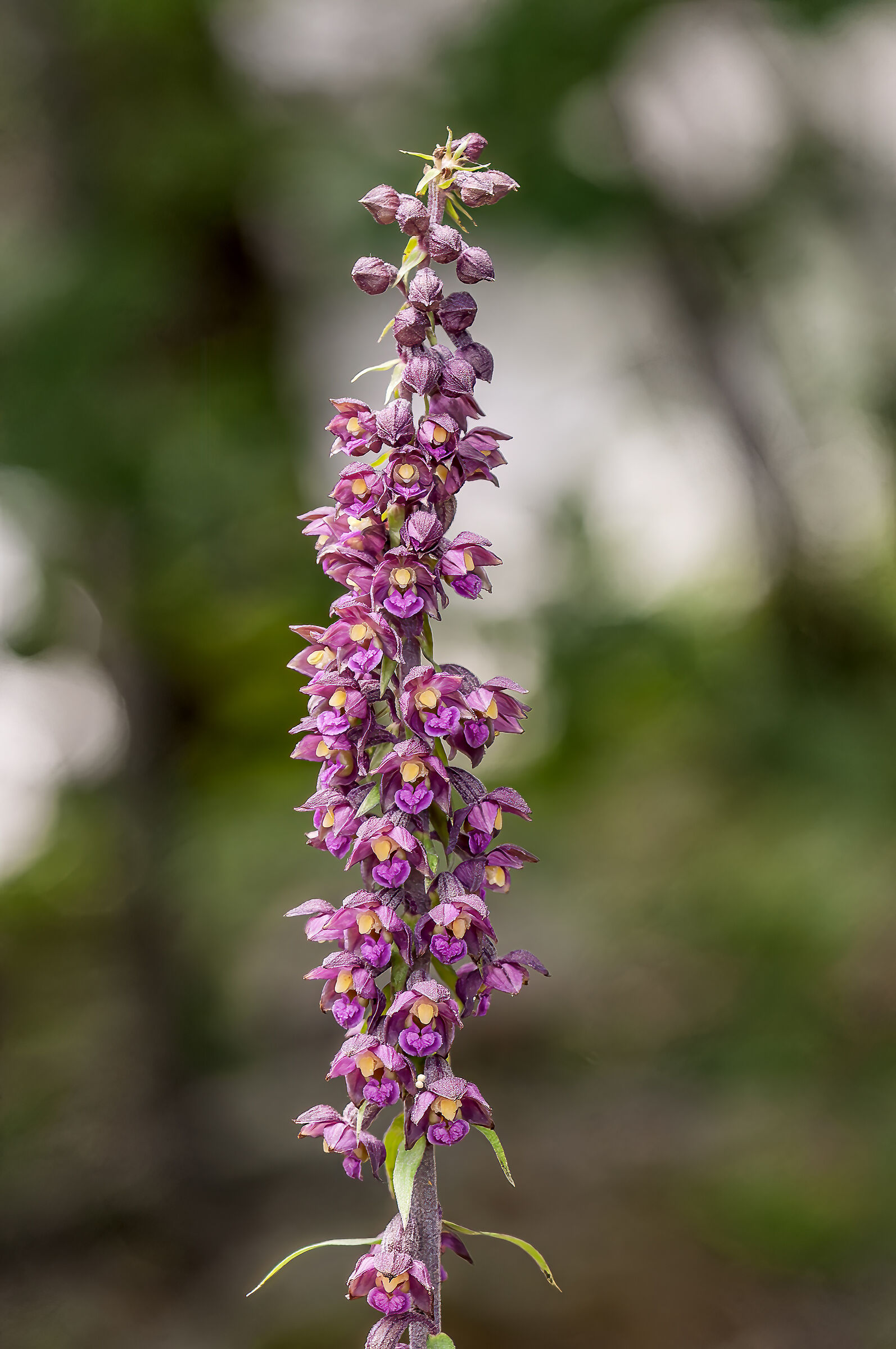 Epipactis atrorubens