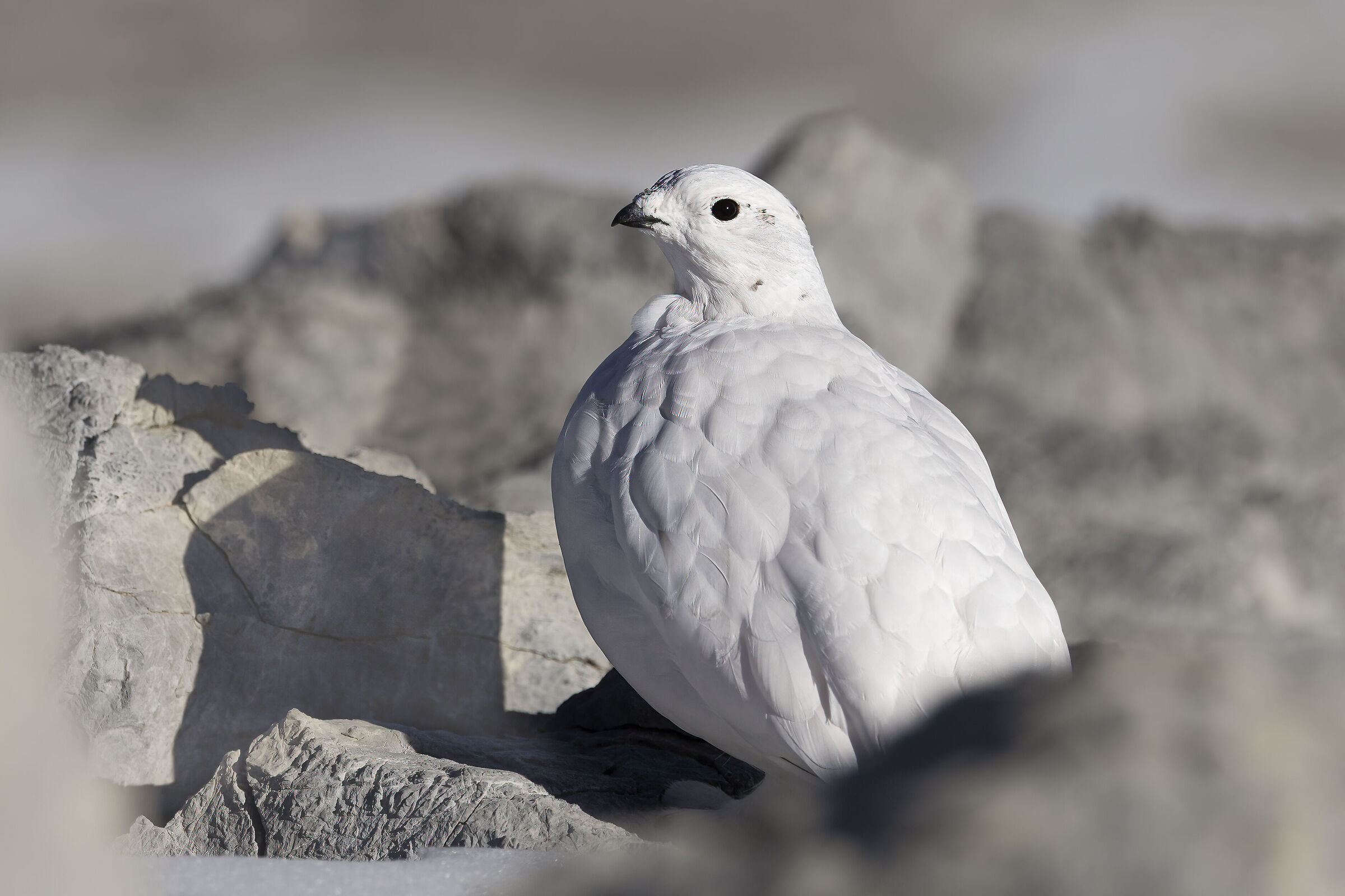 Candida, ptarmigan 17-10-25