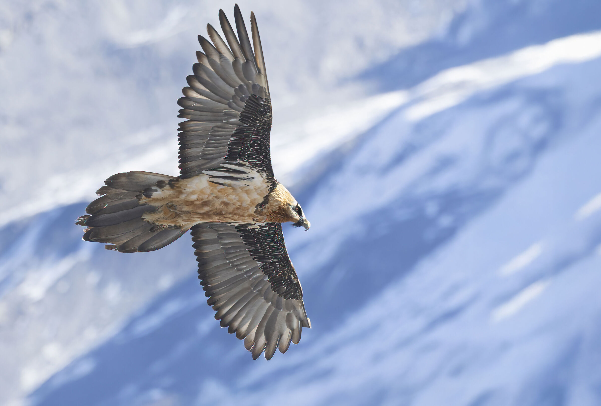 The Bearded Vulture and the Ortler Group, Oct. 25