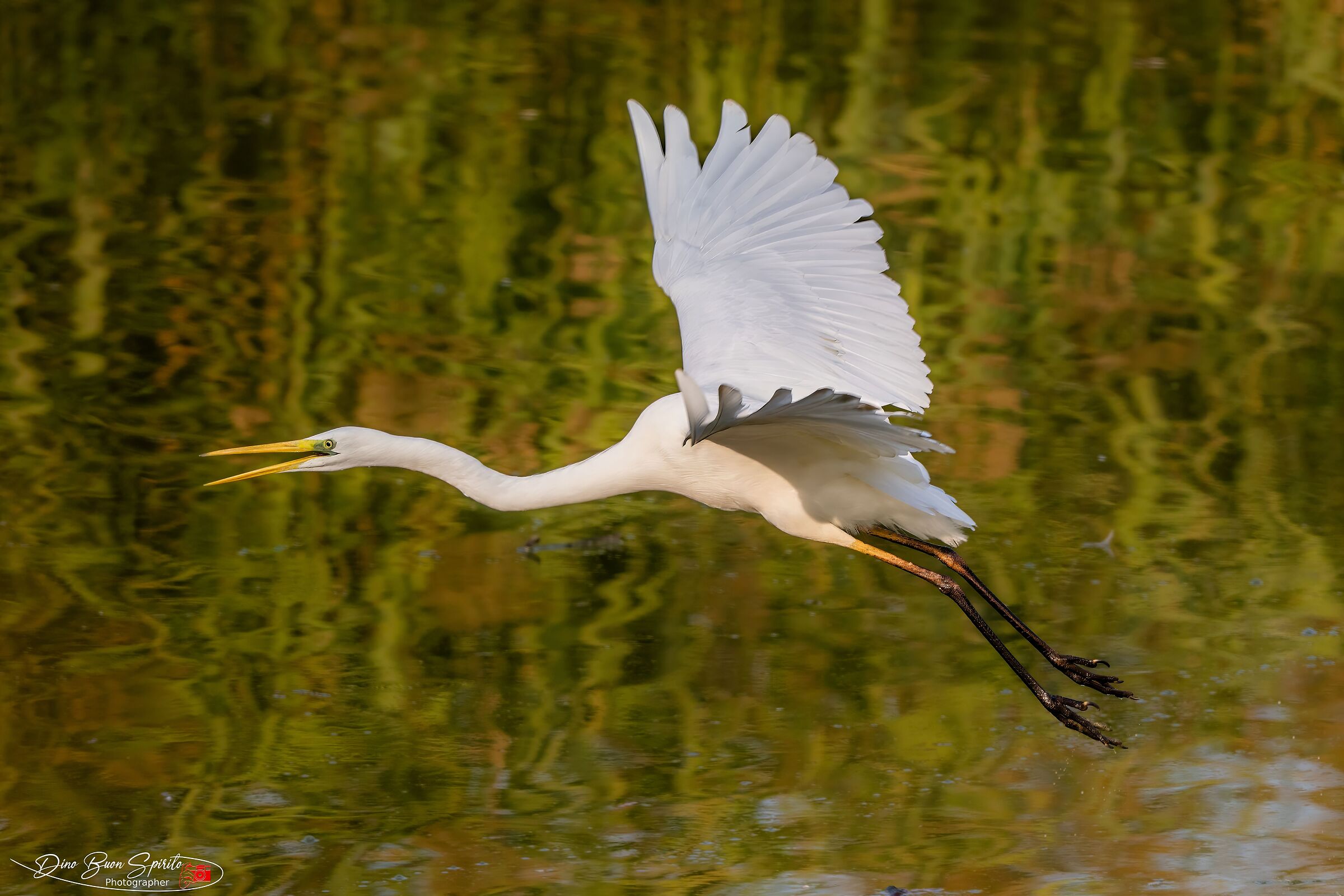White Heron