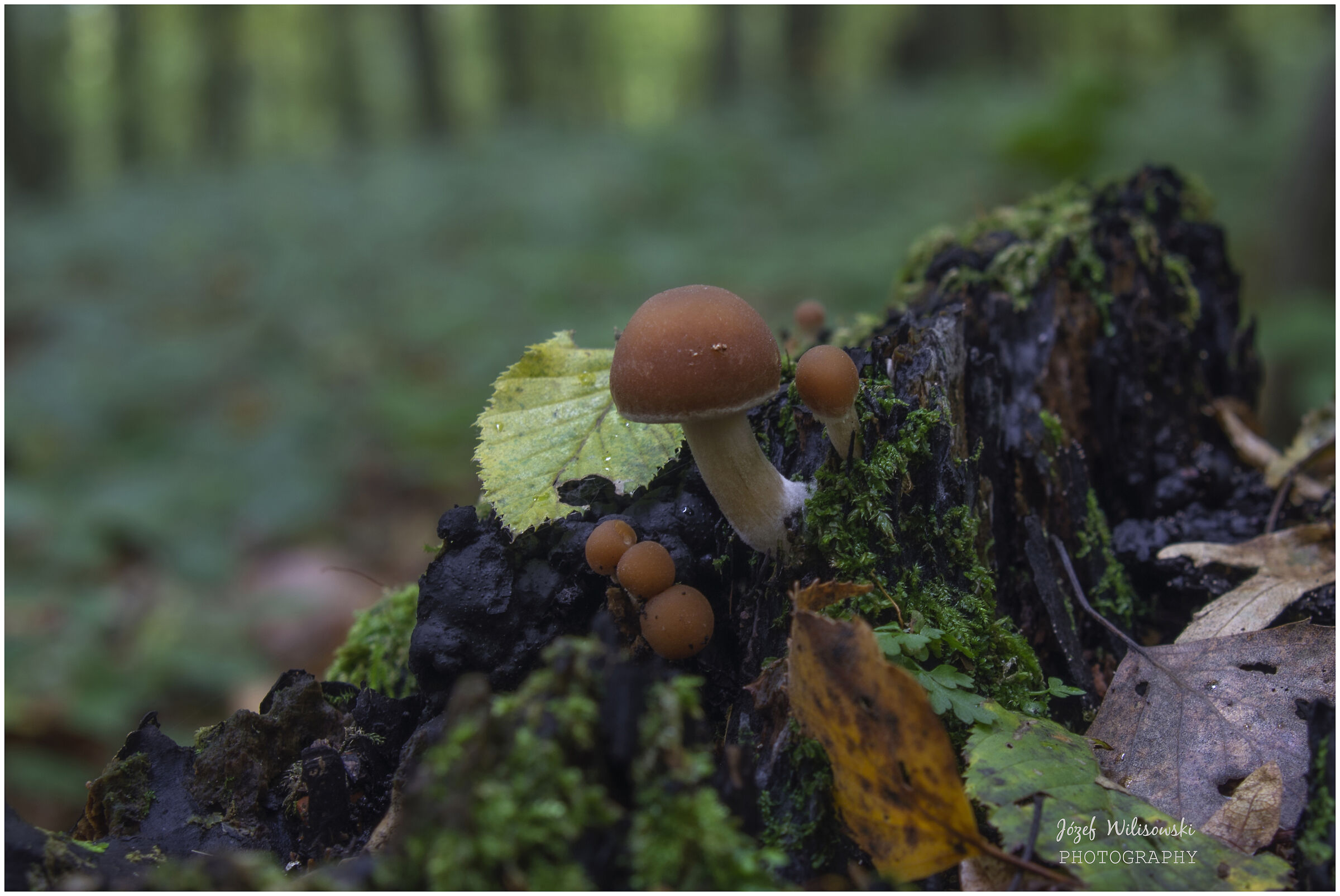 SMC Pentax F 24-50 /4