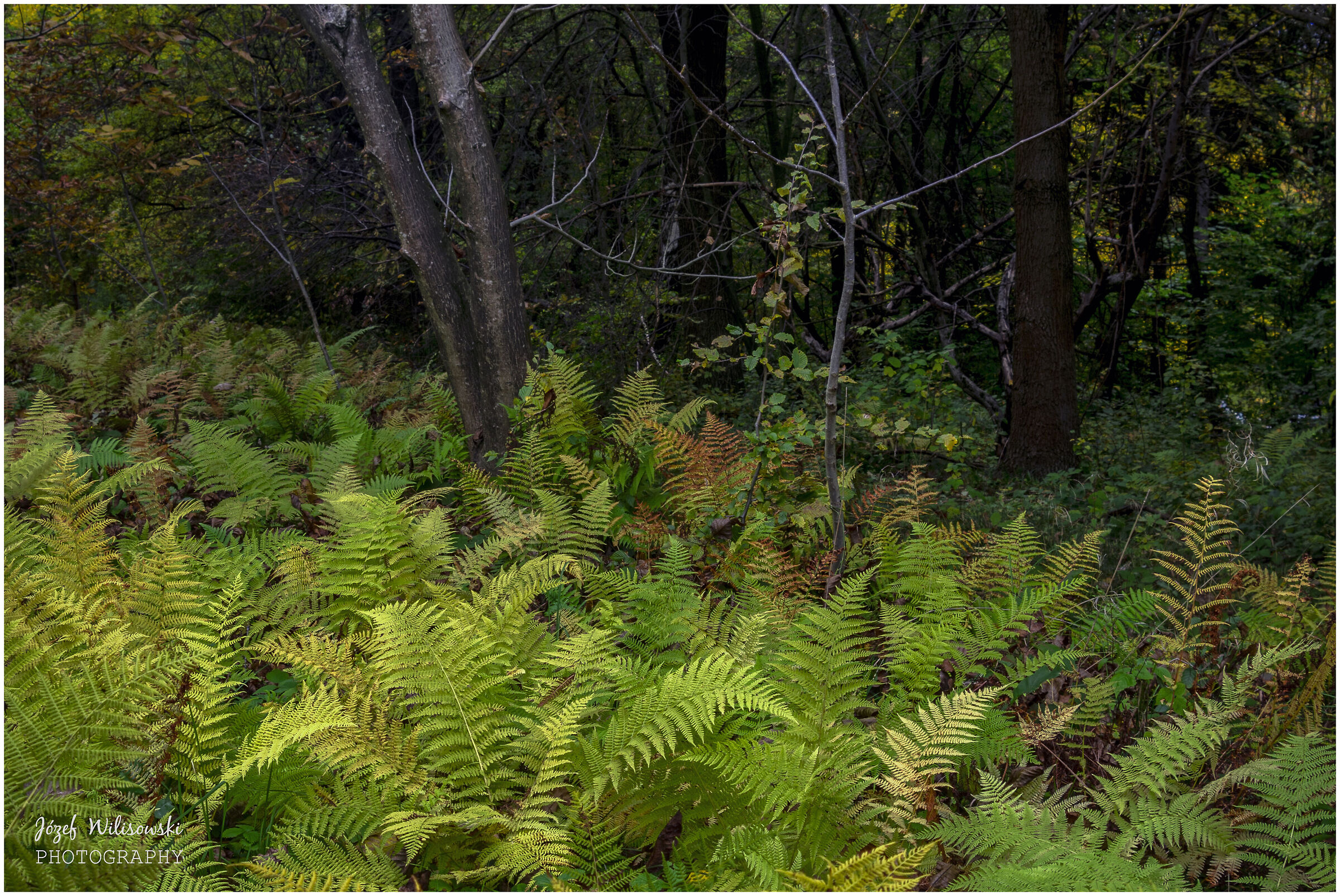 SMC Pentax F 24-50 /4