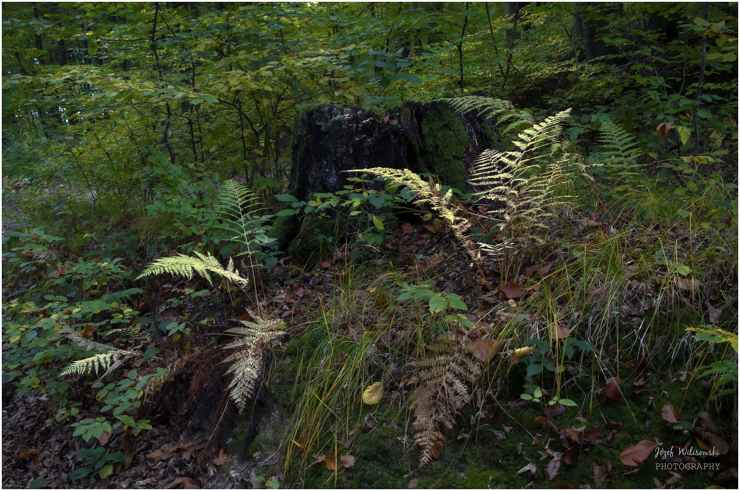 SMC Pentax F 24-50 /4