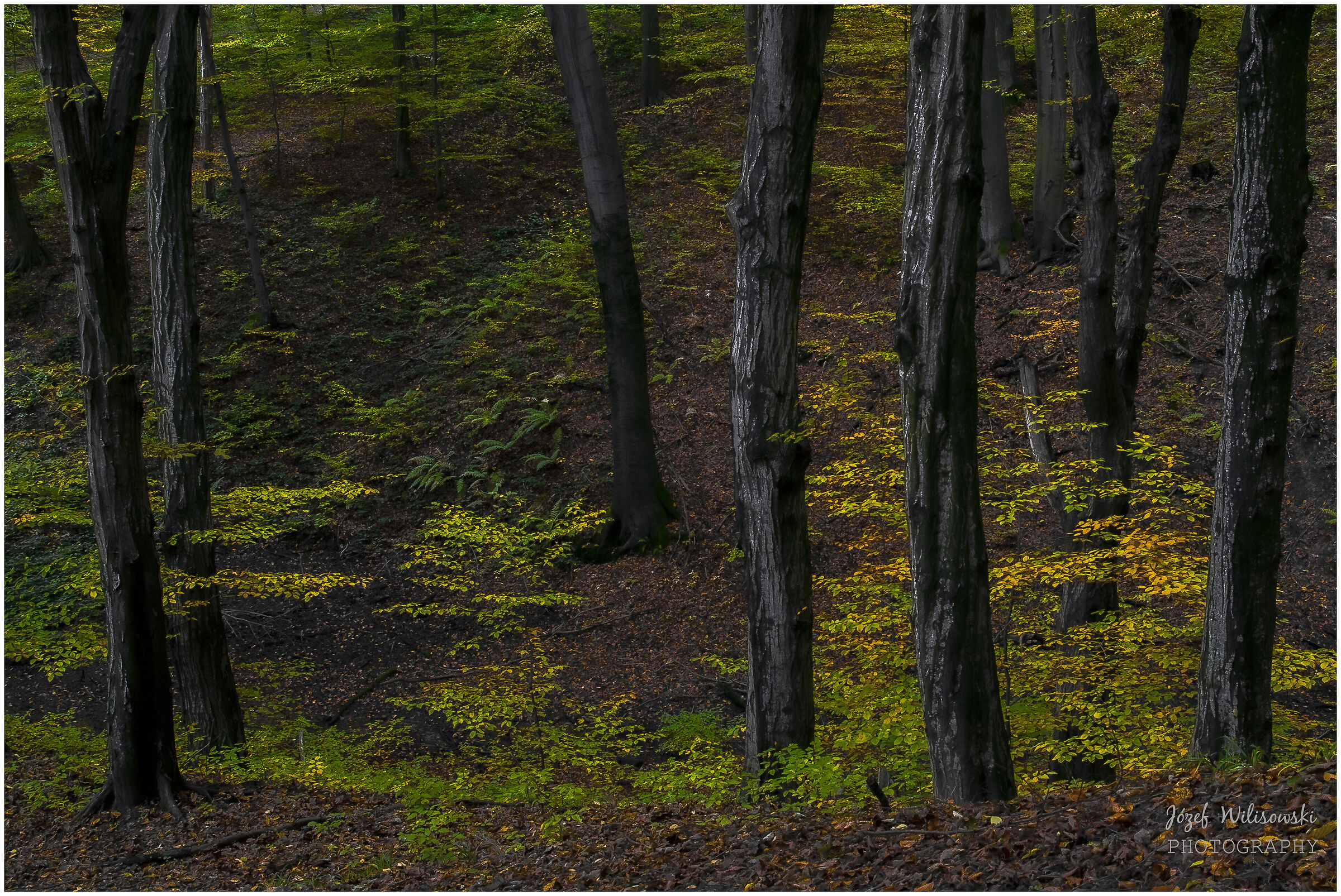 SMC Pentax F 24-50 /4