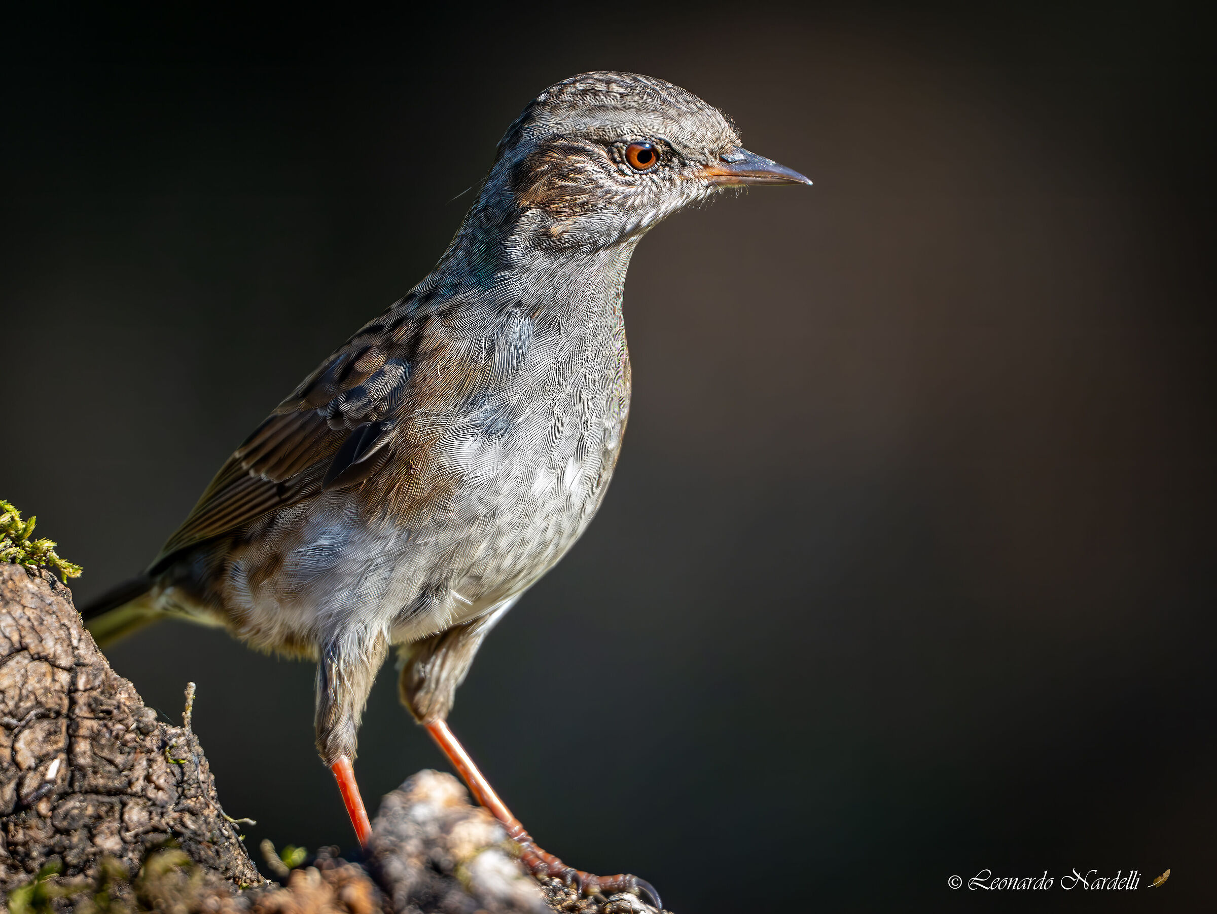 Sparrow (Prunella modularis)