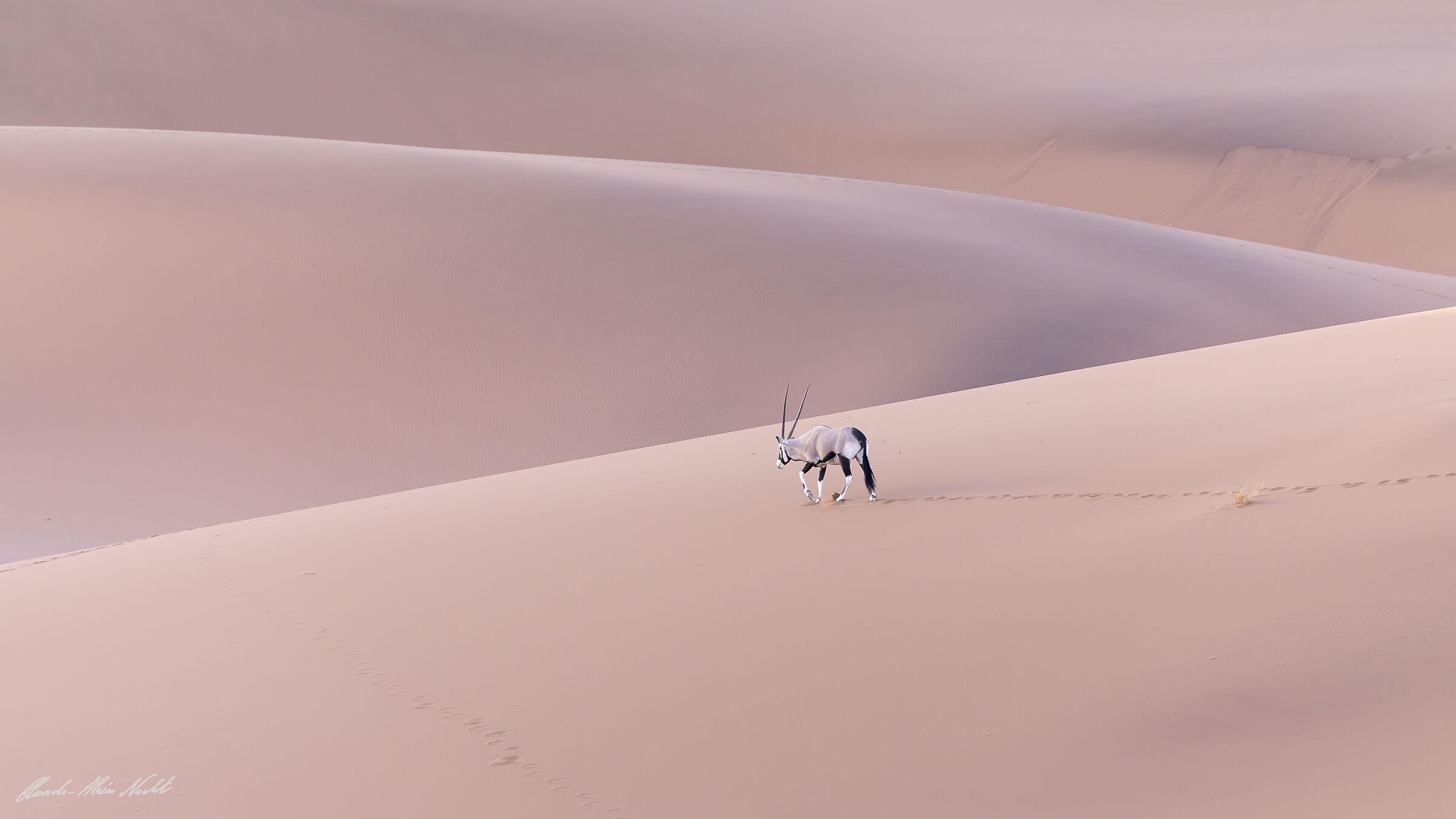 Oryx at sunset