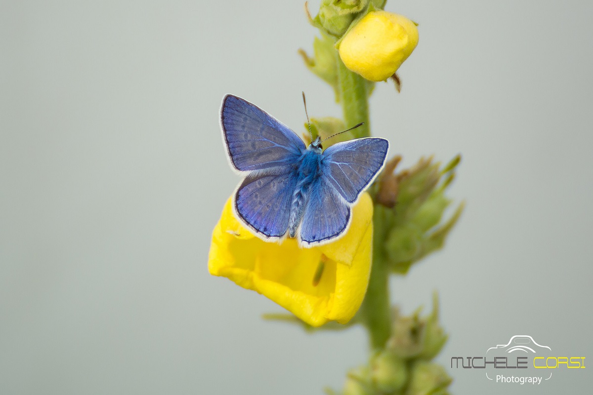 Polyommatus Icarus