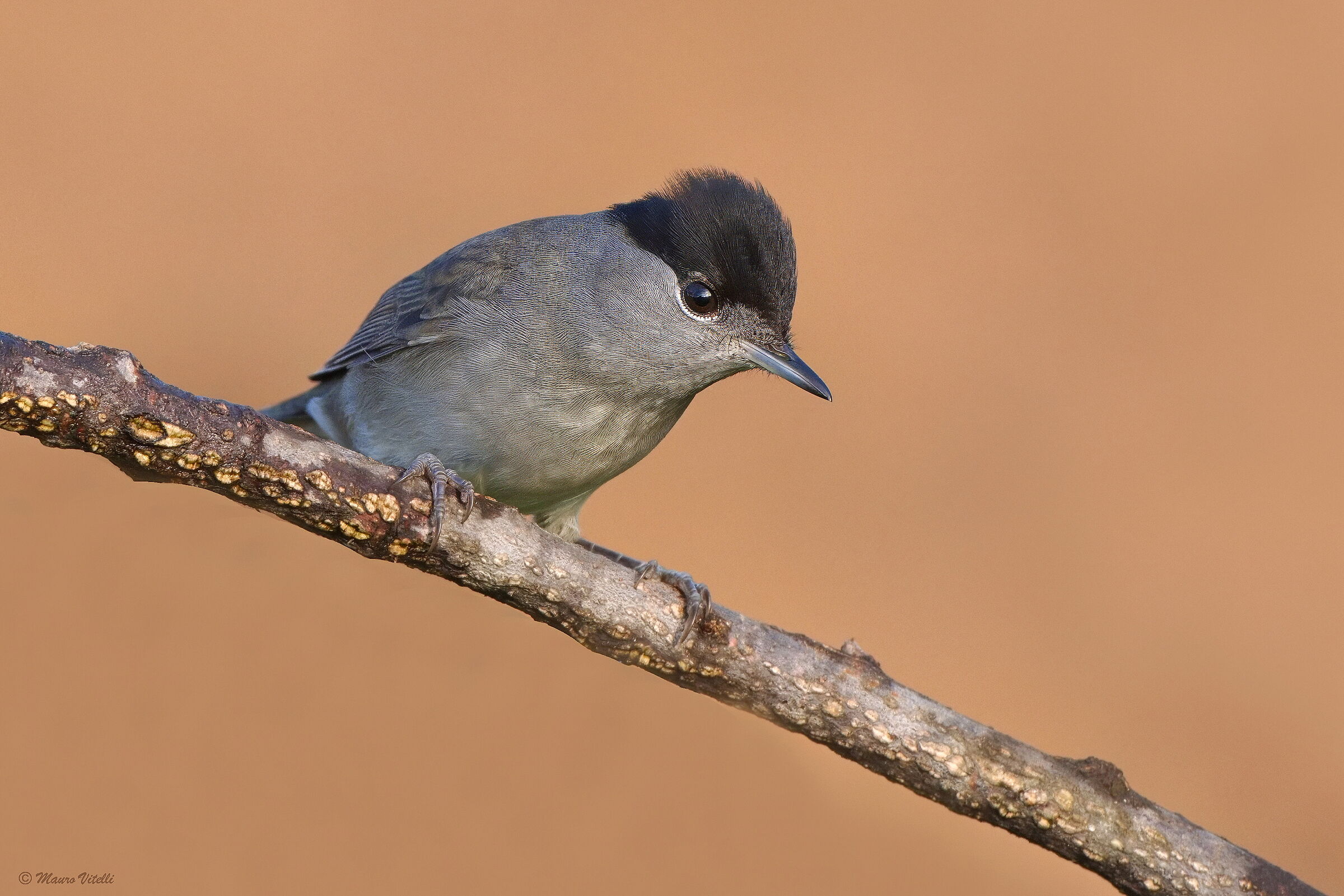 Blackcap (Sylvia atricapilla)