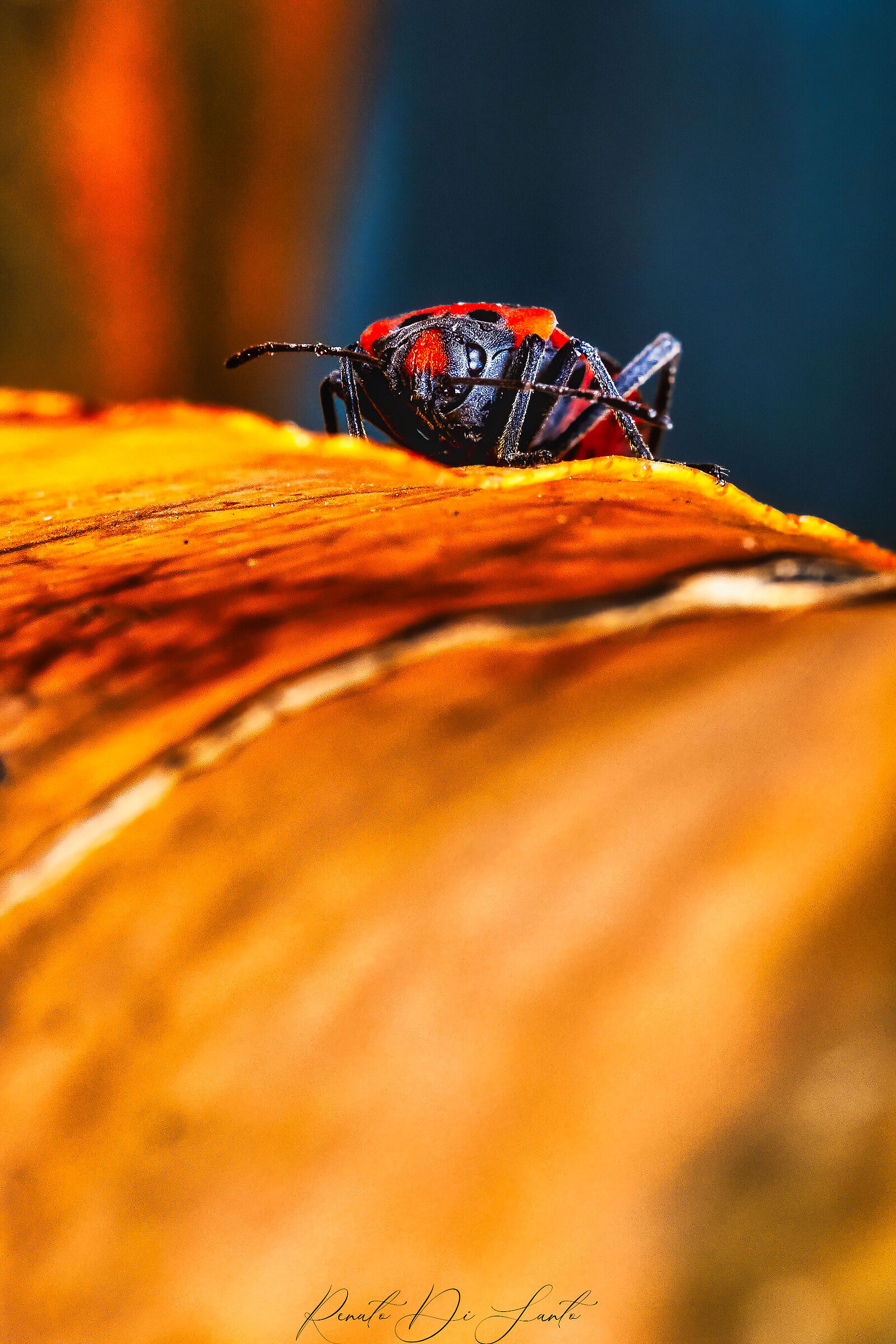 Red-Black Bug
