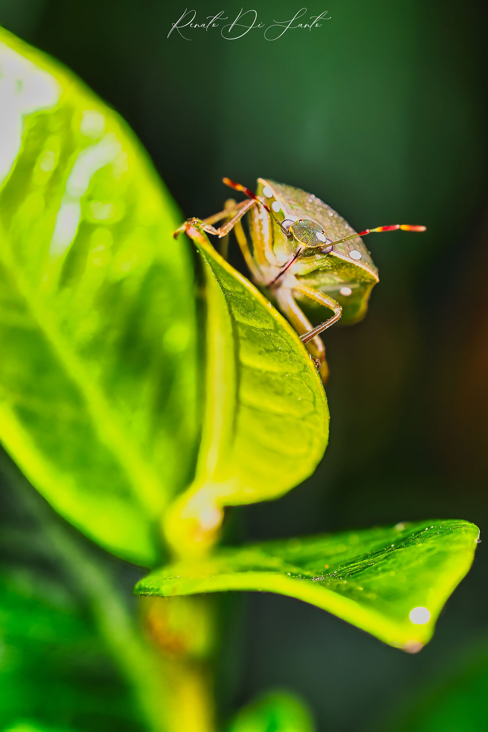 Green Bug