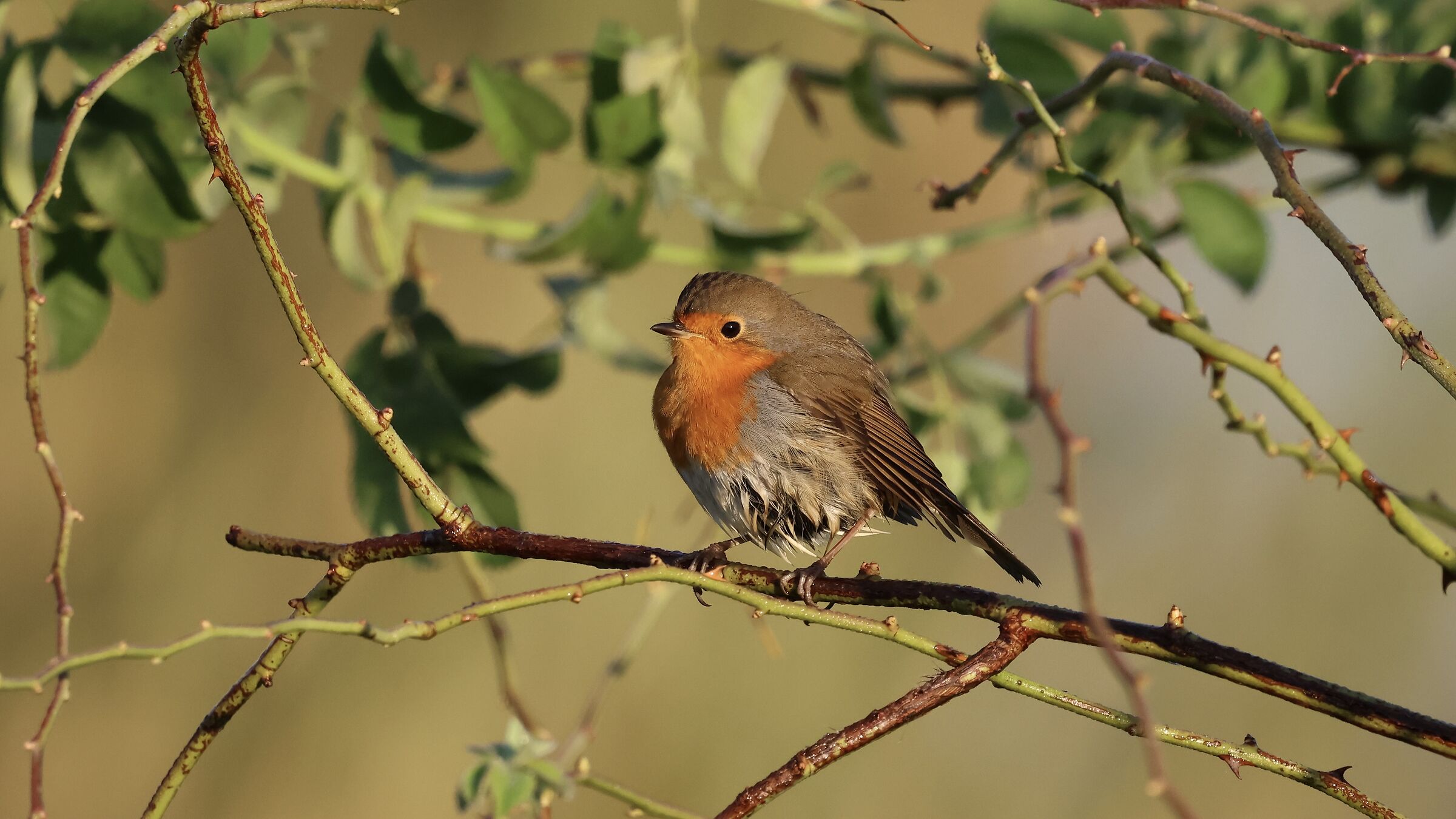 Robin