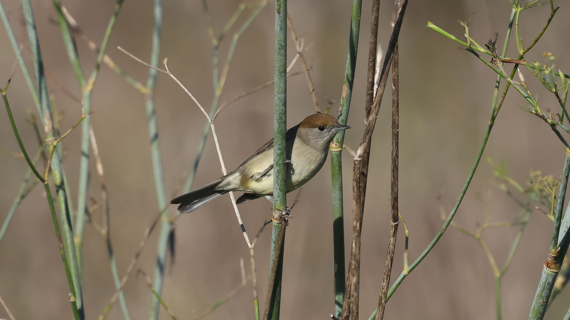 Blackcap Female