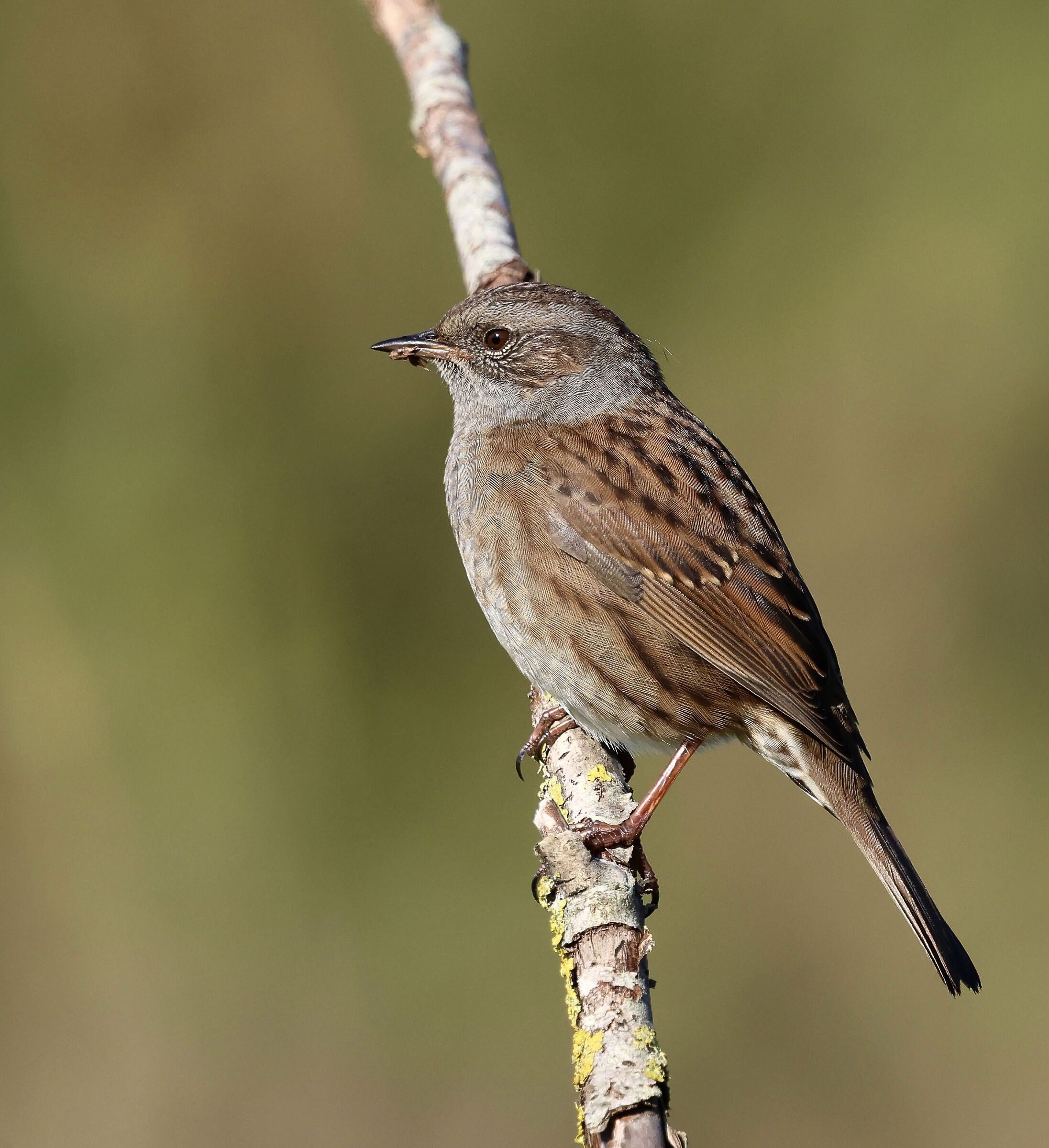 Dunnock