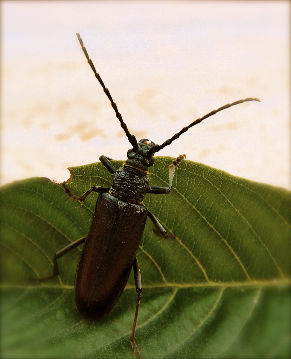 Longhorn Oak (Cerambix Cerdo)