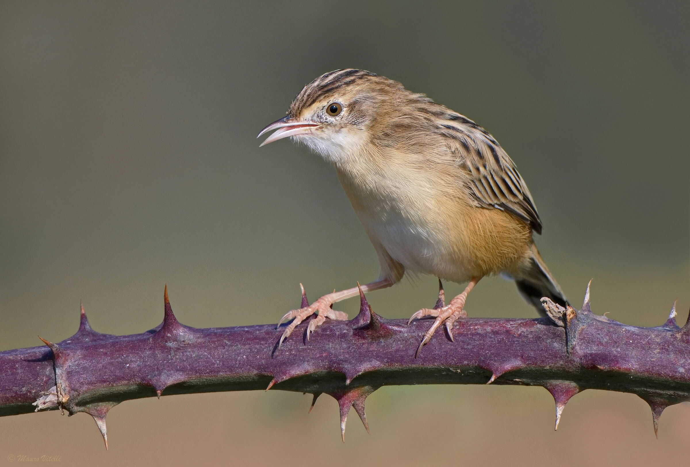 Snipe (Cisticola juncidis)