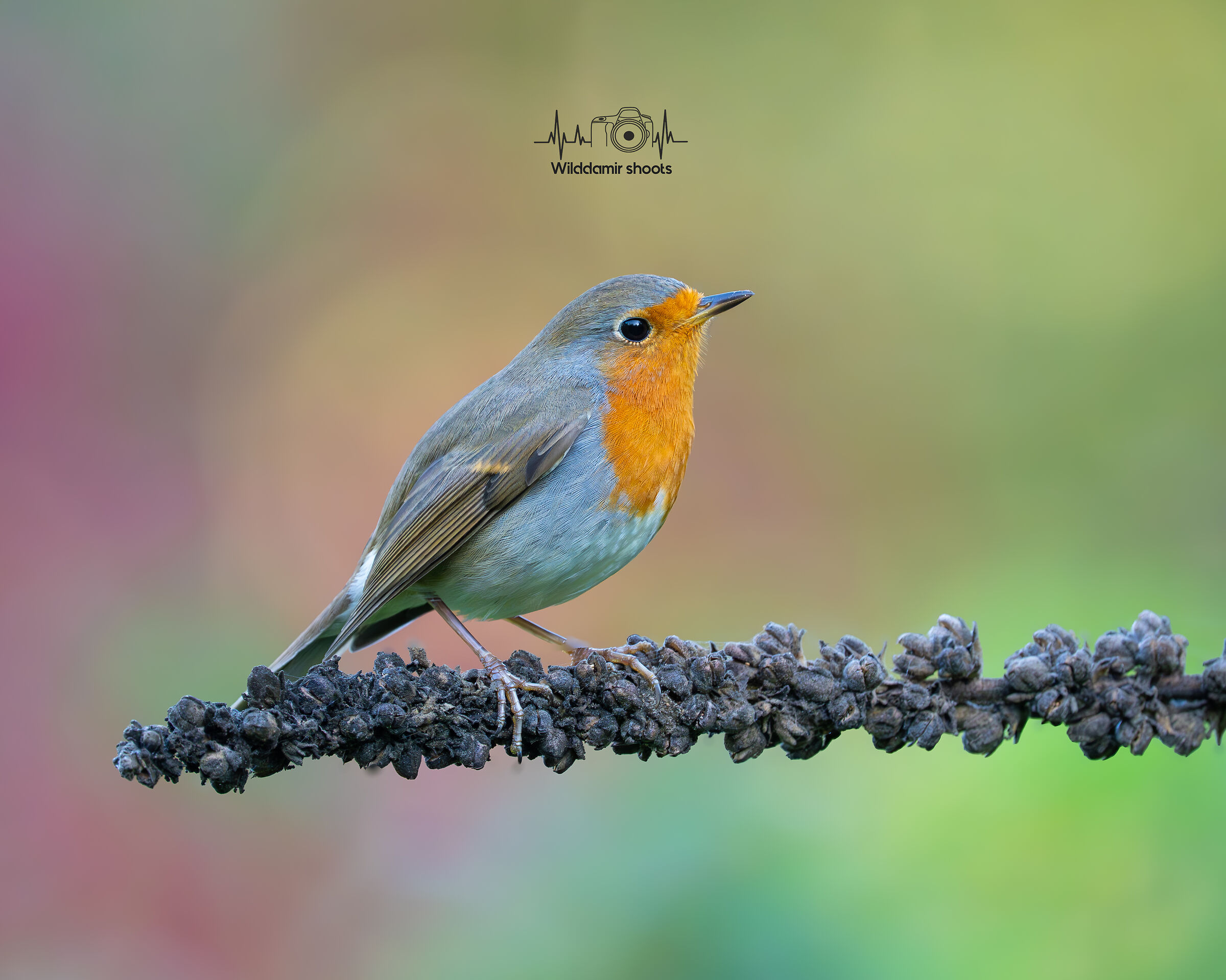 Robin