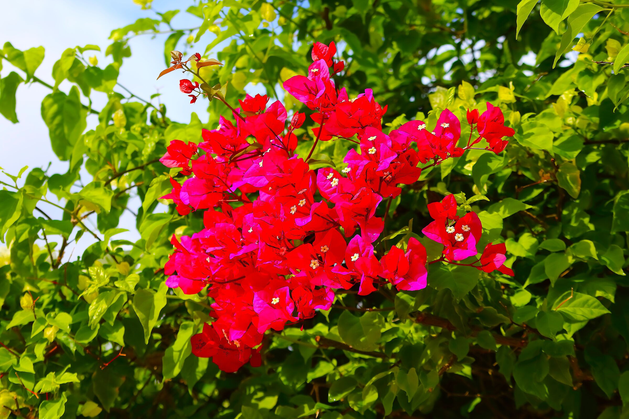 Boungaville 02 ottobre 2025 - 0045