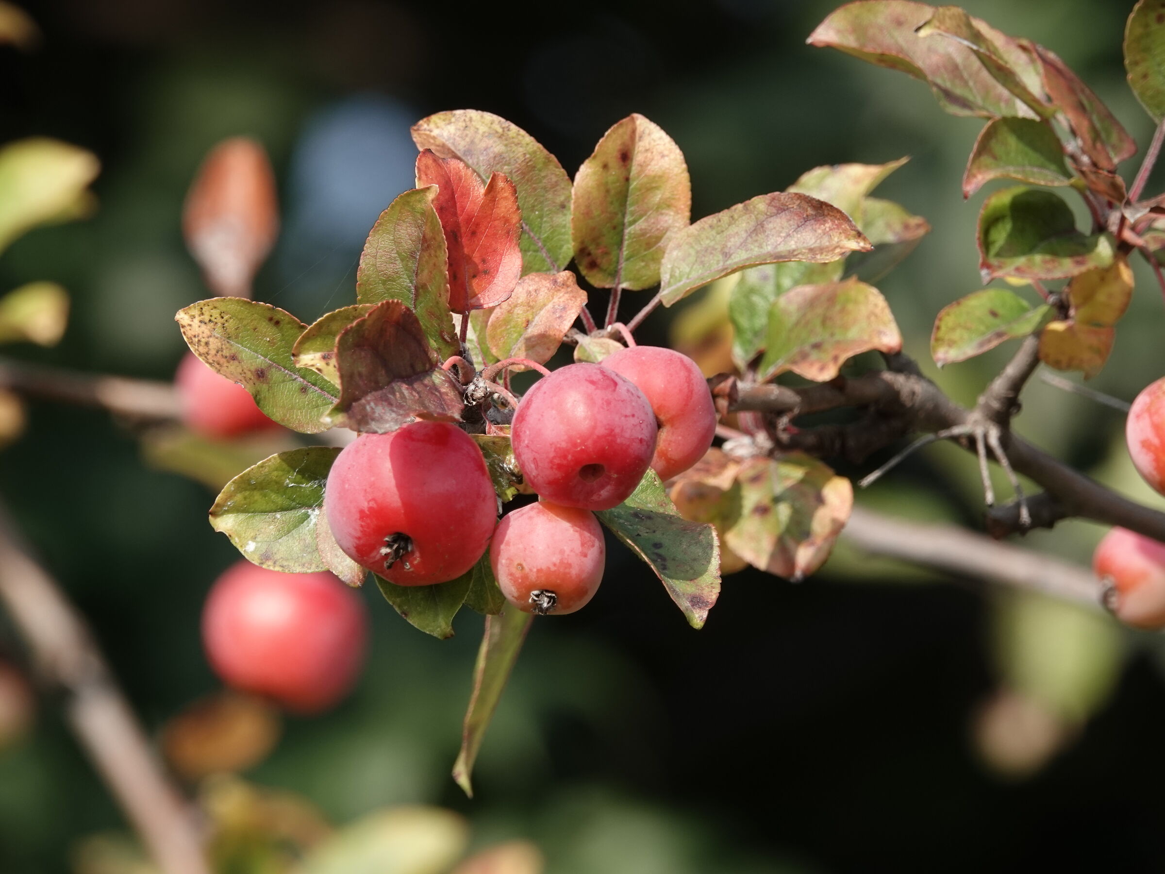 Fruit