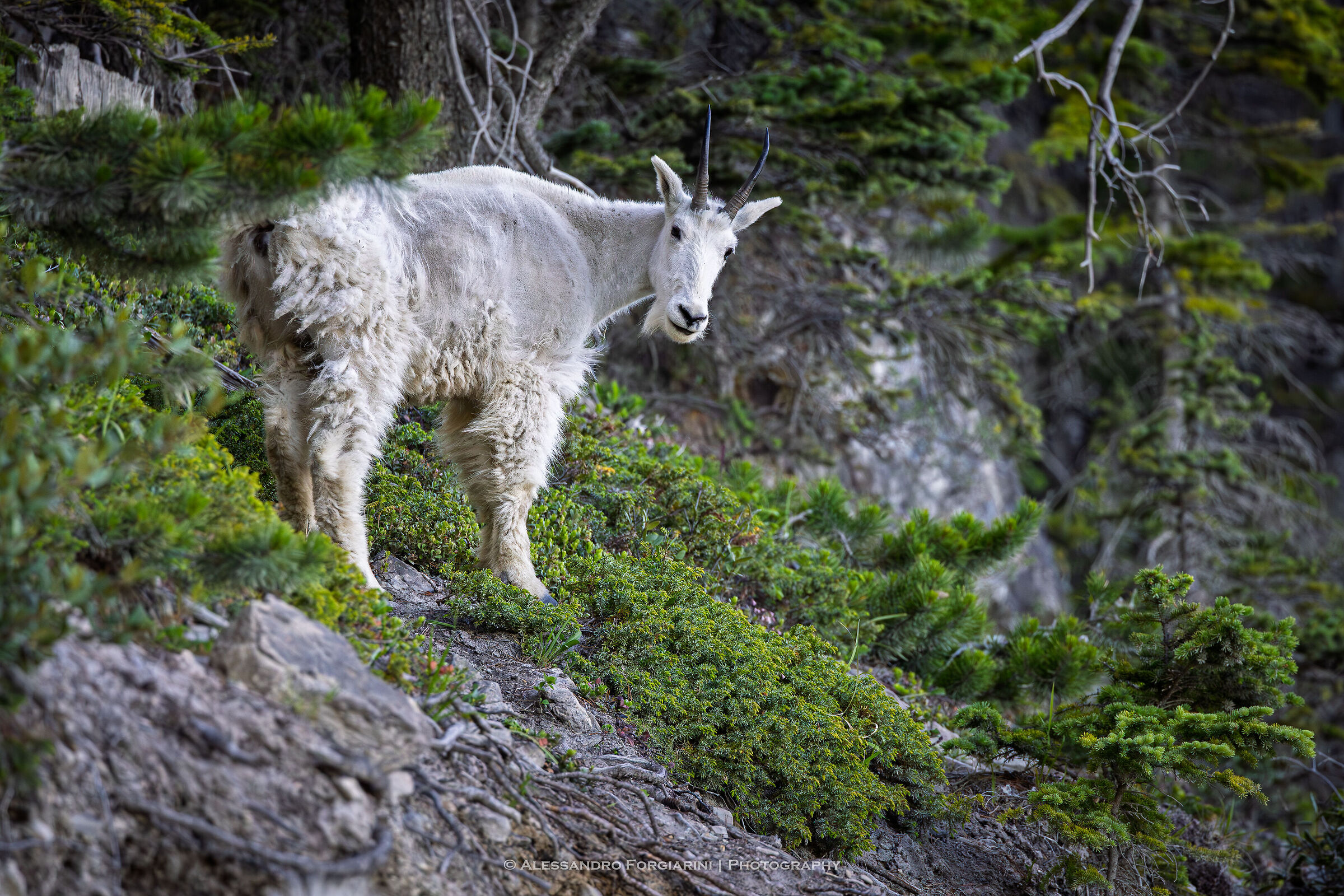 Mountain Goat