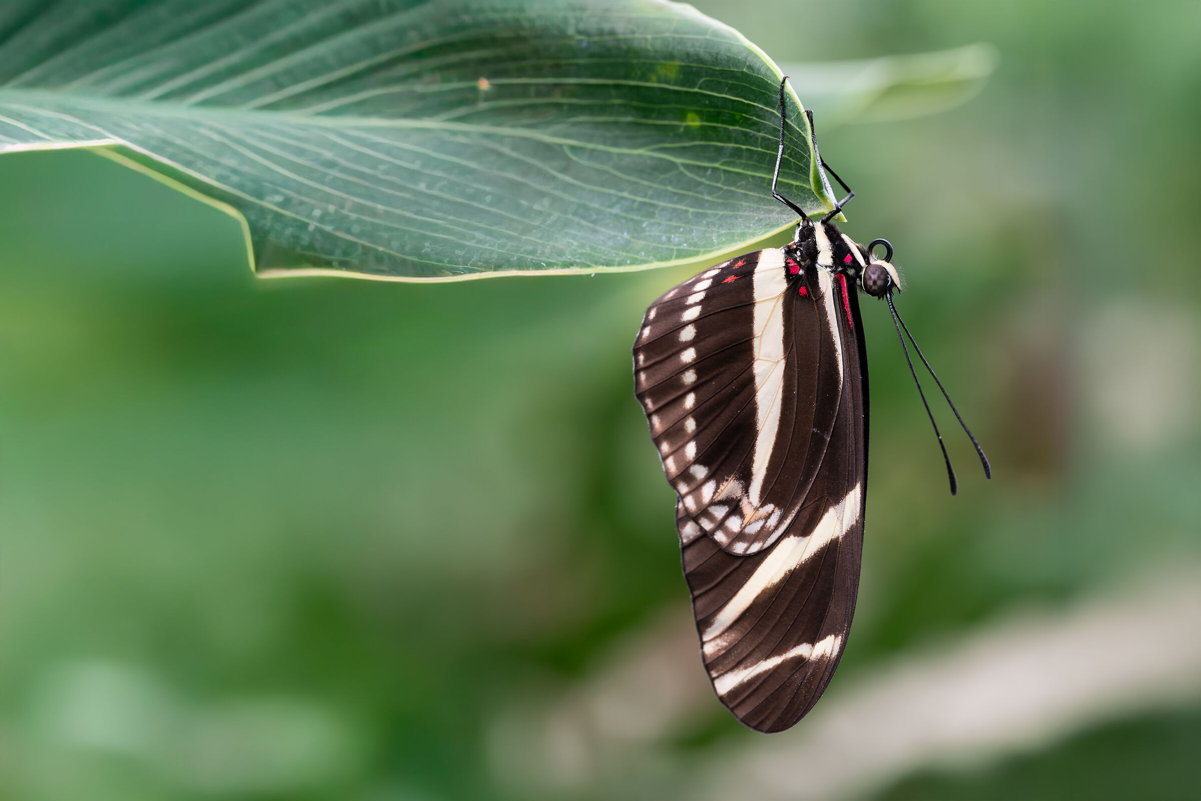 Heliconius charitonius or zebra butterfly