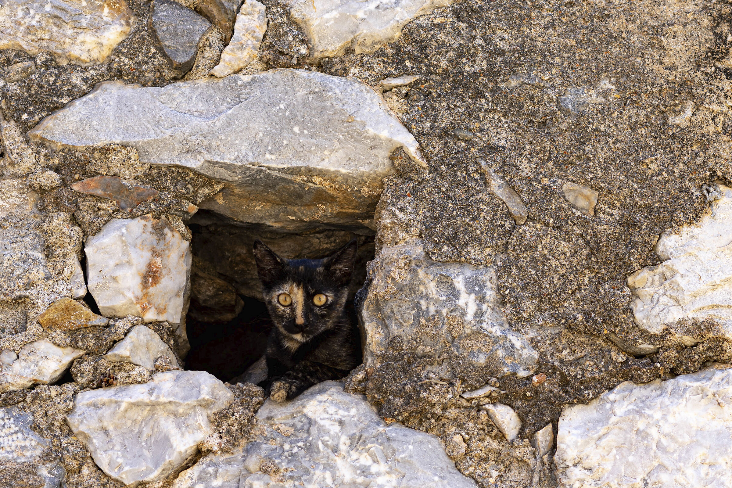 Gerolimenas cat
