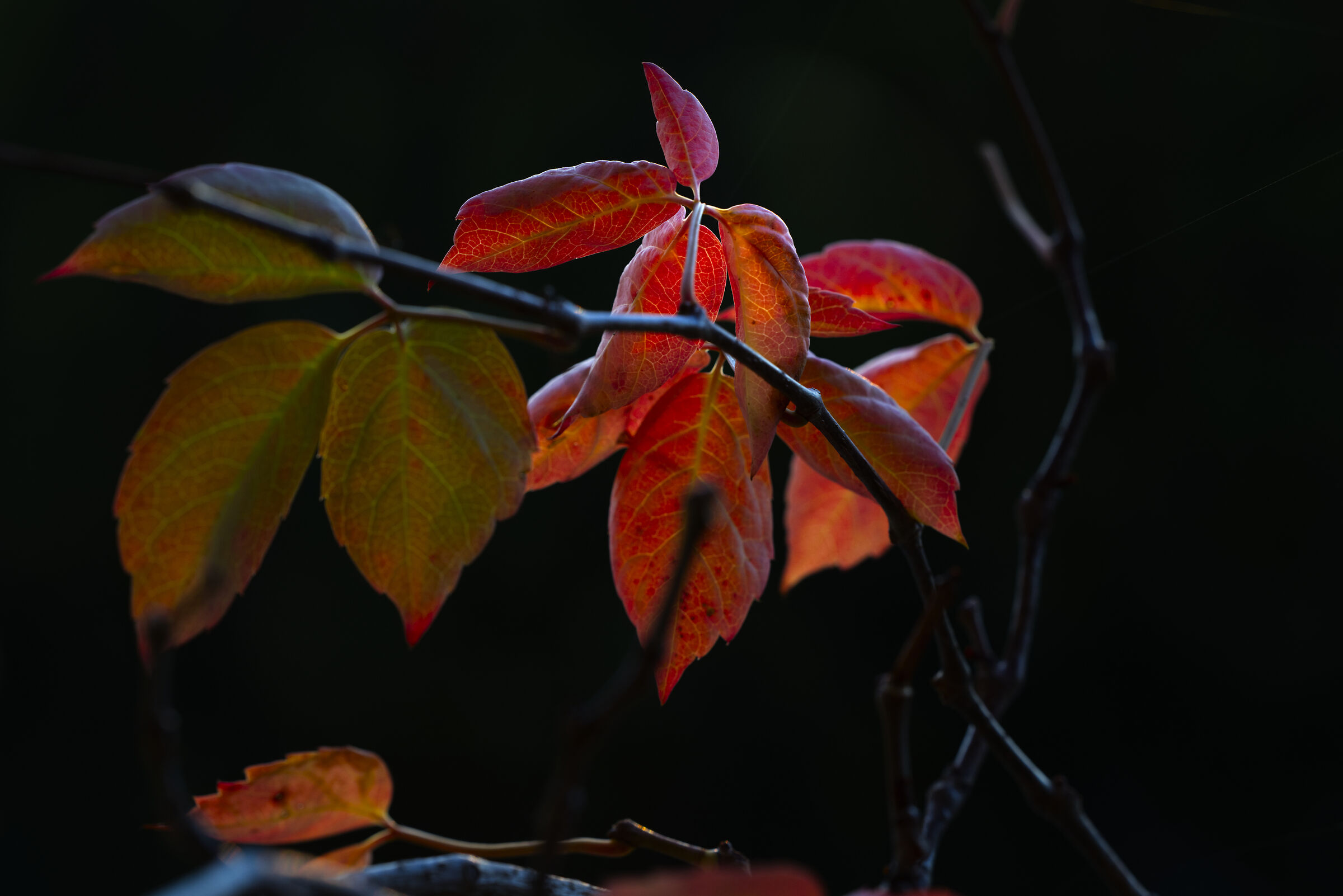 Addormentarsi in una promessa...