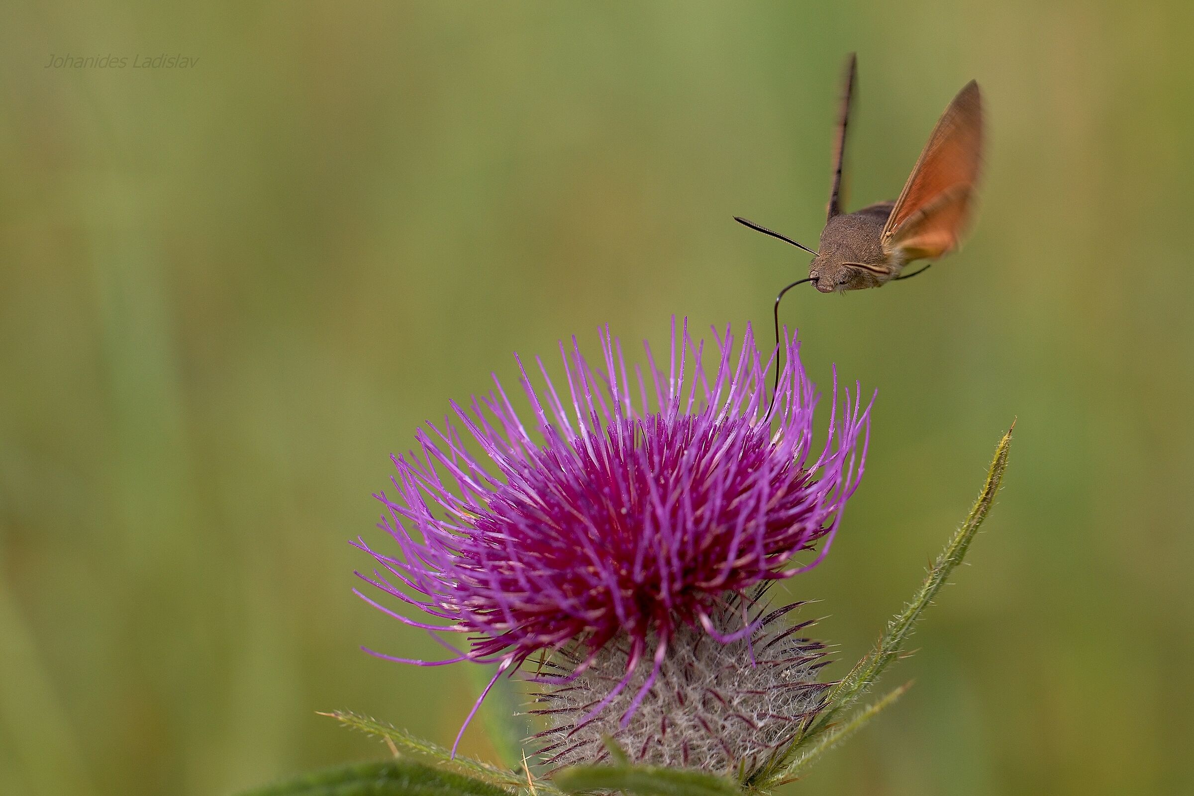 Macroglossum stellatarum