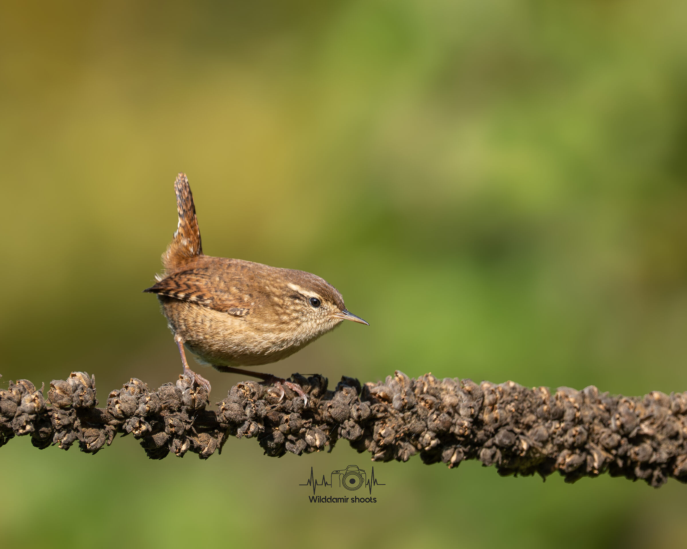 Wren